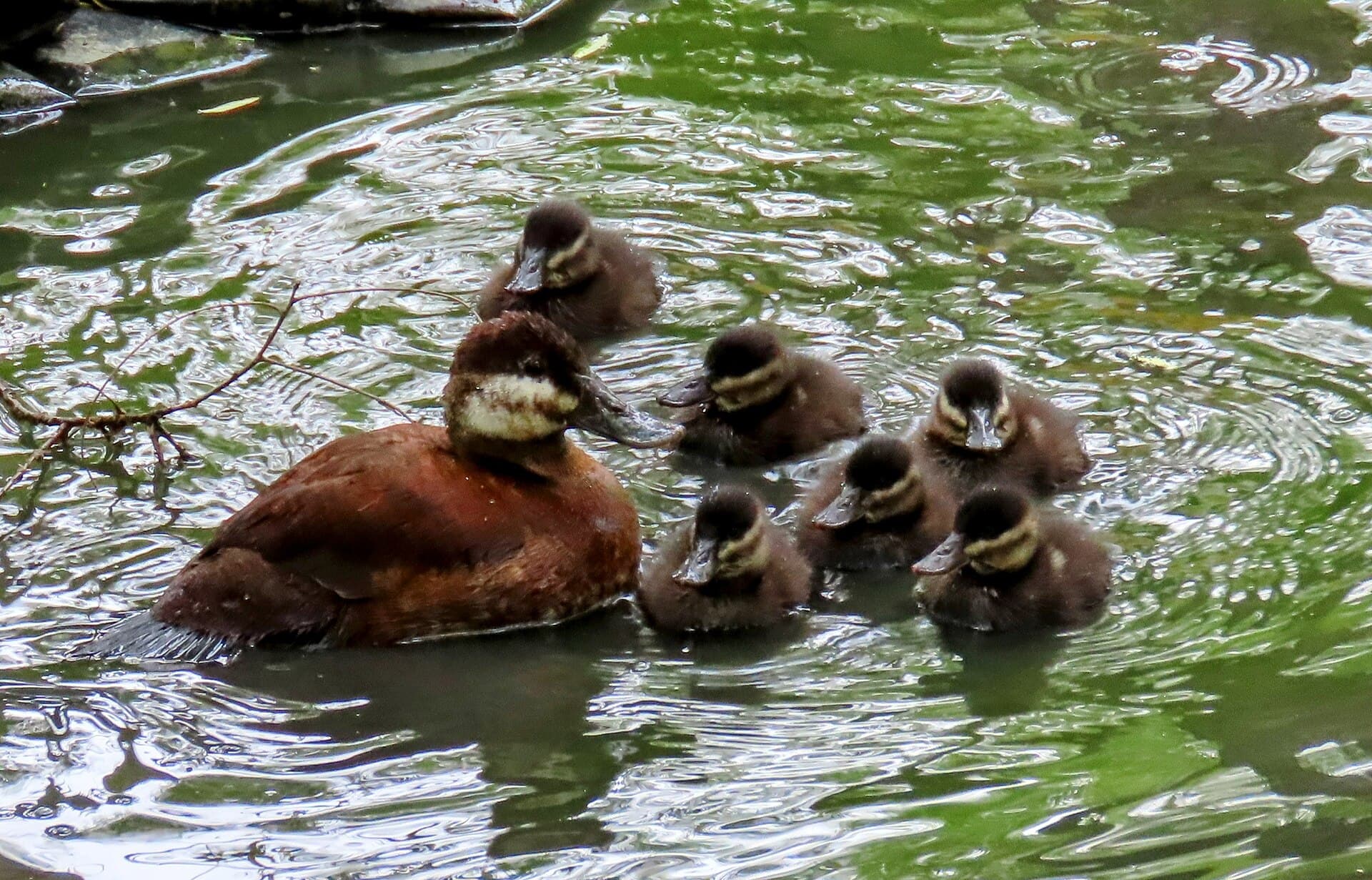 Rosse Stekelstaart (Oxyura jamaicensis) - RUDU family