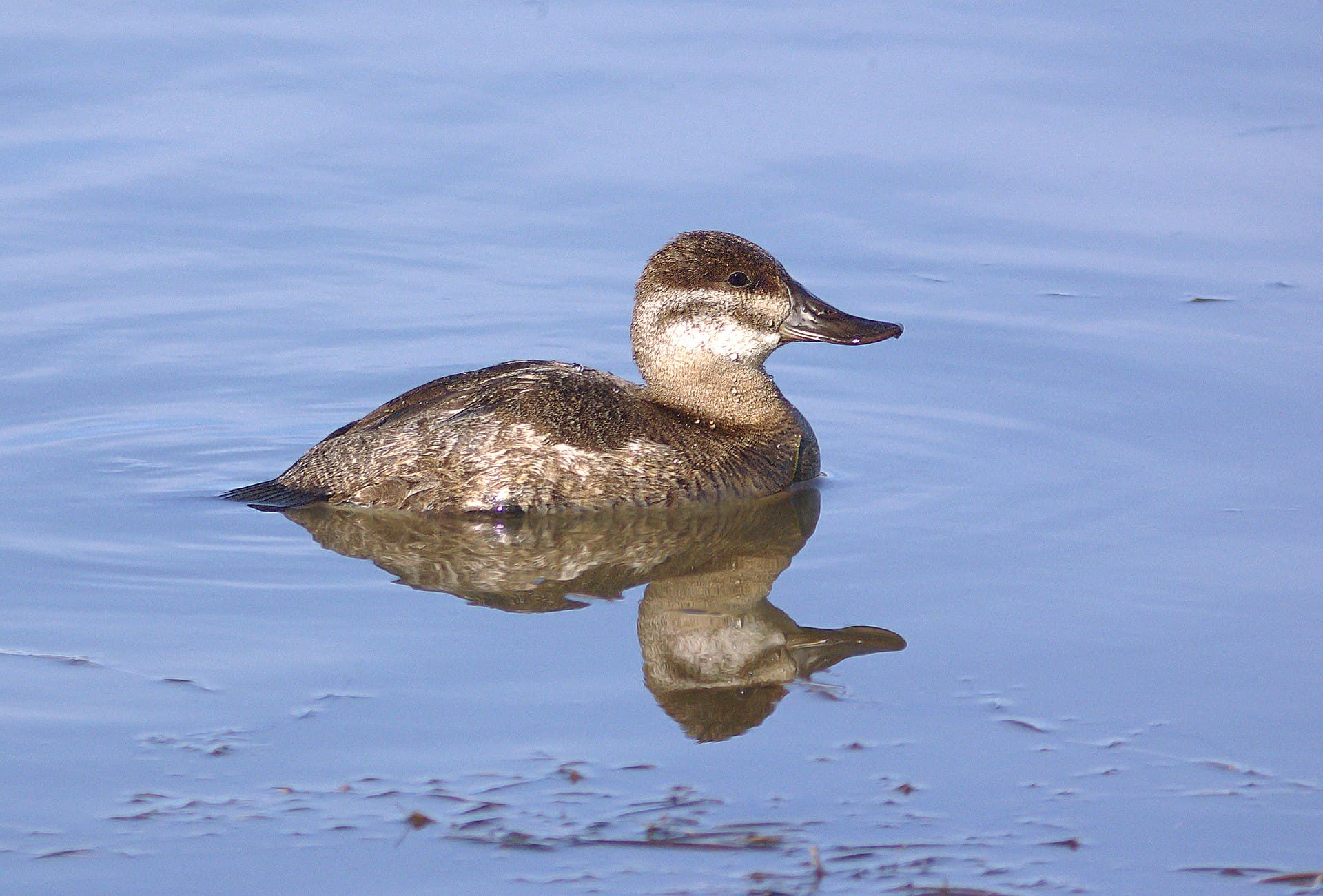 Rosse Stekelstaart (Oxyura jamaicensis) - 065 - RUDDY DUCK (11-27-07) fem, oso flaco, sloco, ca oso (1) (8718083235)