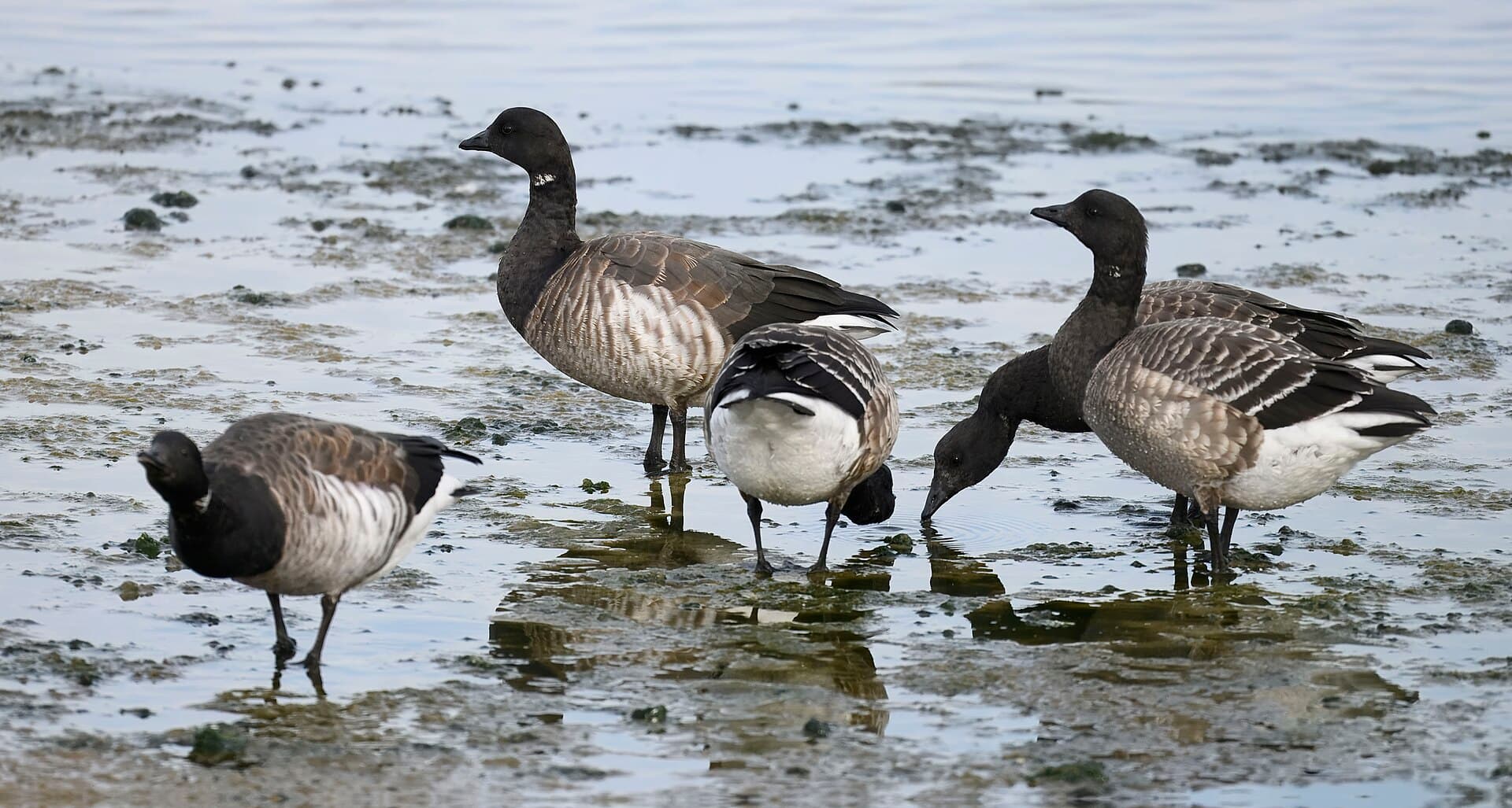 Rotgans (Branta bernicla) - Brant barnegat sp 11.27.24 DSC 6296-topaz-rawdenoise