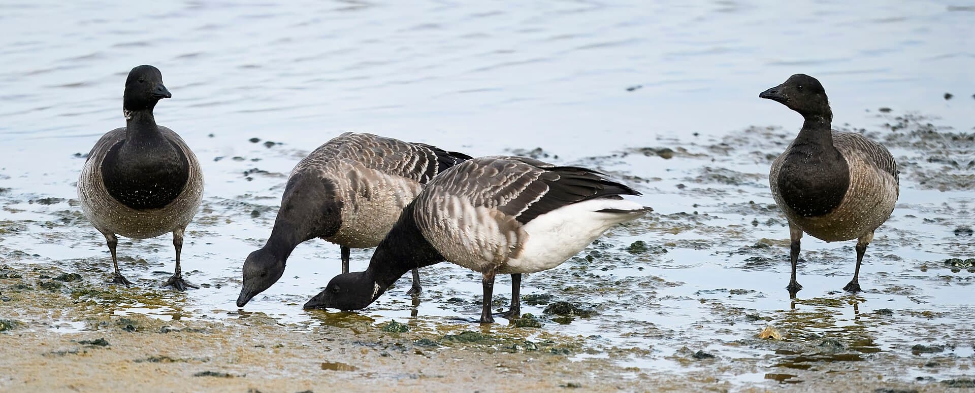Rotgans (Branta bernicla) - Brant barnegat sp 11.27.24 DSC 6332-topaz-rawdenoise