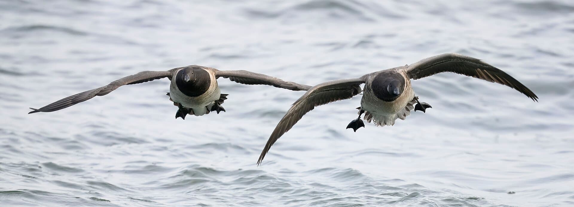 Rotgans (Branta bernicla) - Brant barnegat sp 11.27.24 DSC 6650-topaz-rawdenoise
