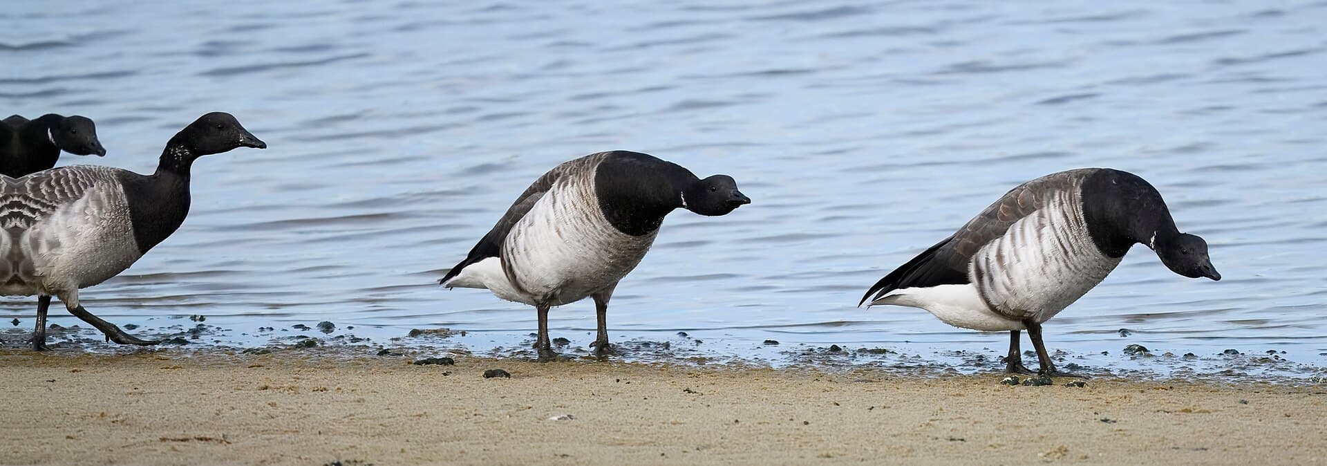 Rotgans (Branta bernicla) - Brant barnegat sp 11.27.24 DSC 6367-topaz-rawdenoise