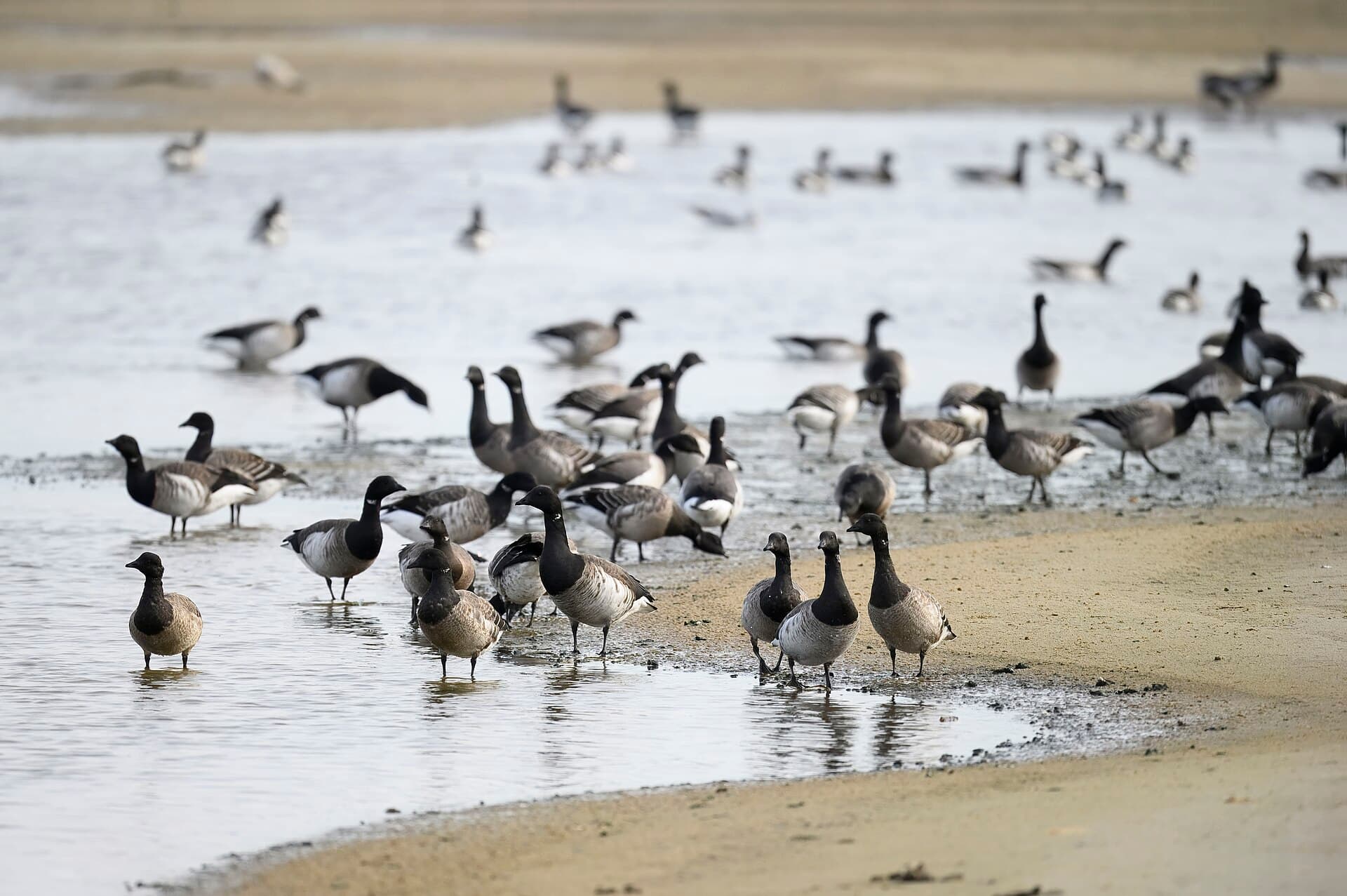 Rotgans (Branta bernicla) - Brant barnegat sp 11.27.24 DSC 5942-topaz-rawdenoise