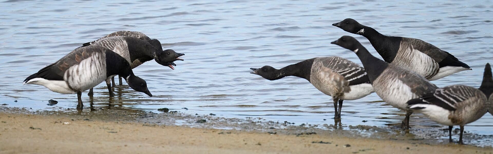 Rotgans (Branta bernicla) - Brant barnegat sp 11.27.24 DSC 6389-topaz-rawdenoise