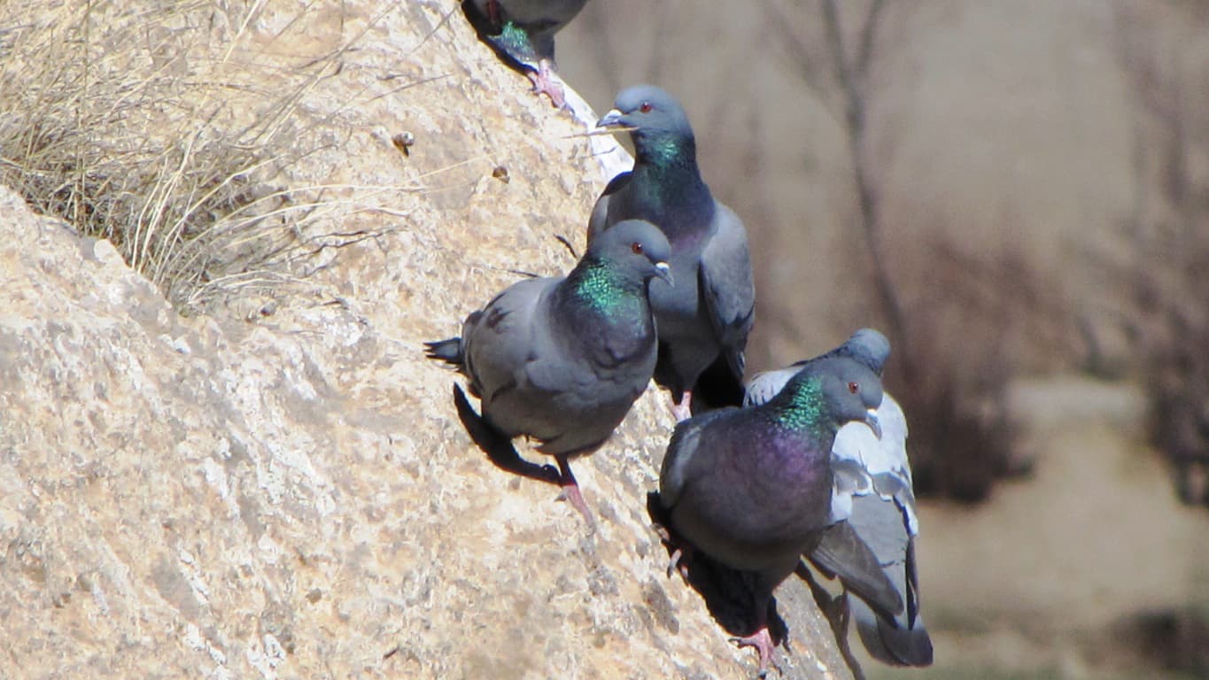 Rotsduif (Columba livia) - Rock Doves, Alışıq, West Azerbaijan Province, Iran - panoramio (17)