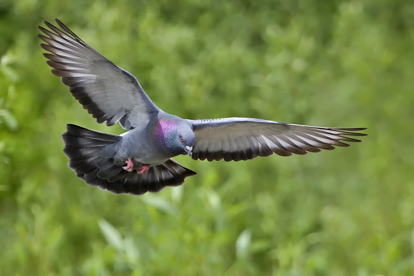 Rotsduif (Columba livia) - Rock dove - natures pics