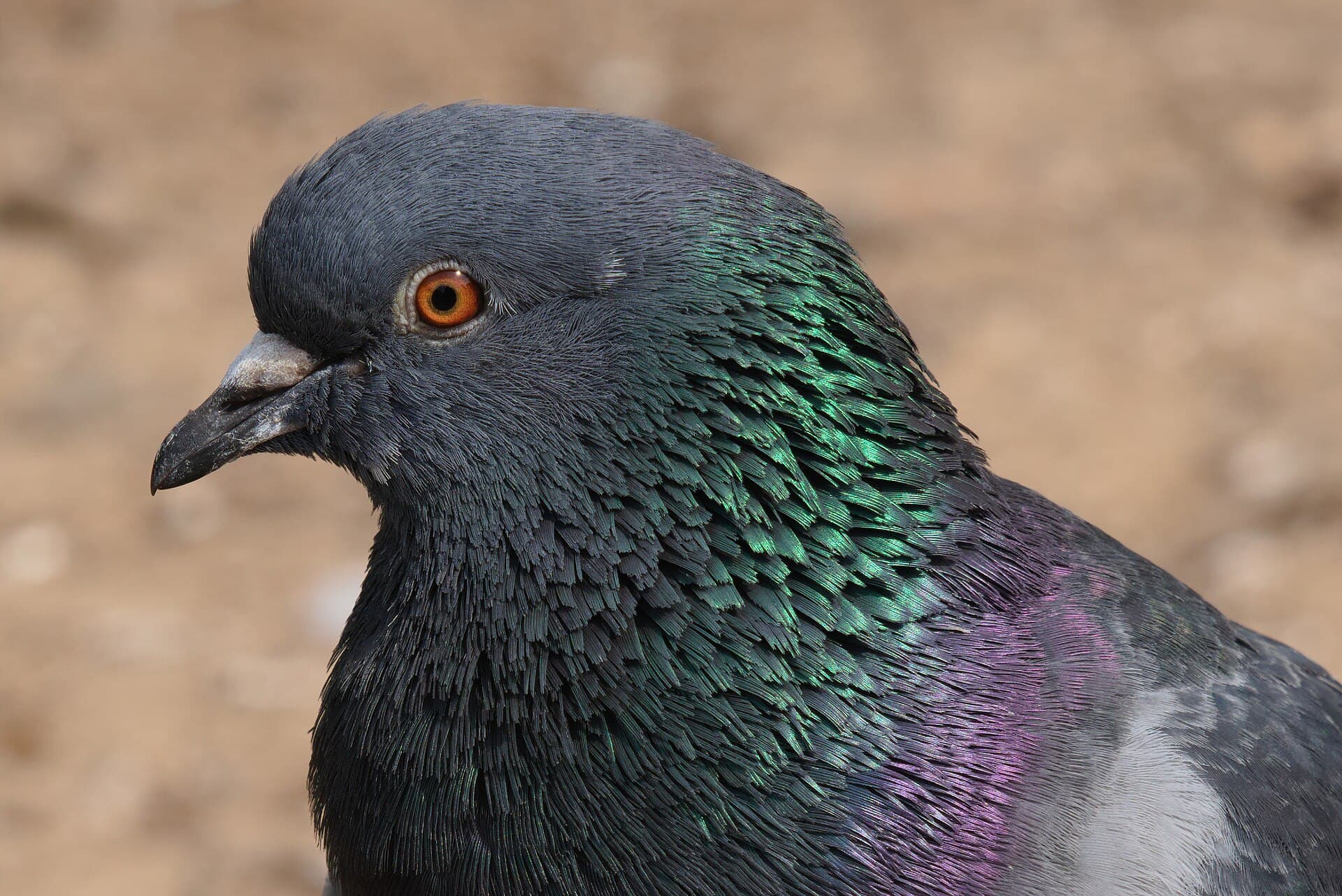 Rotsduif (Columba livia) - Common pigeon at Waterlow Park, London, United Kingdom 01