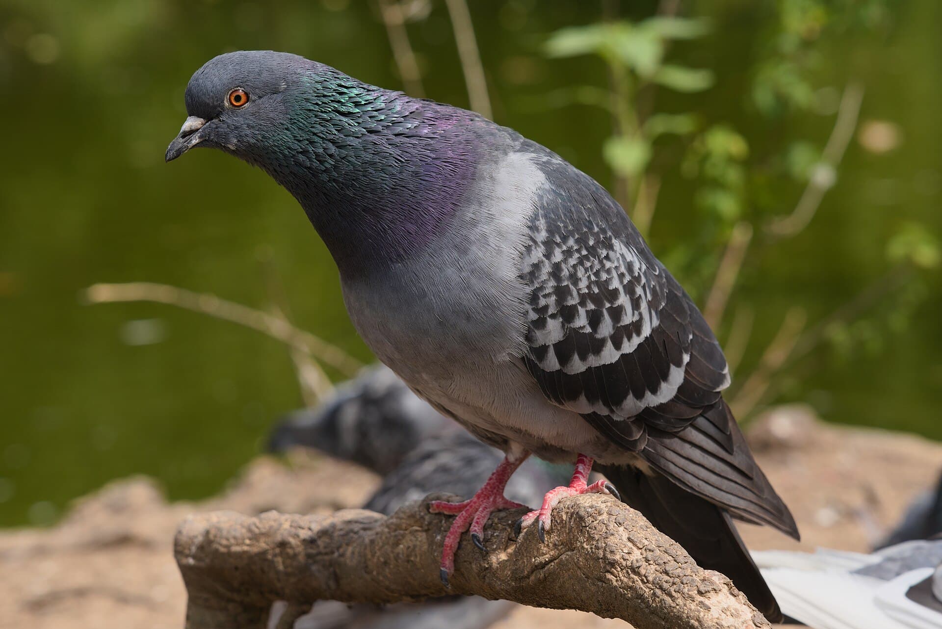 Rotsduif (Columba livia) - Common pigeon at Waterlow Park, London 01