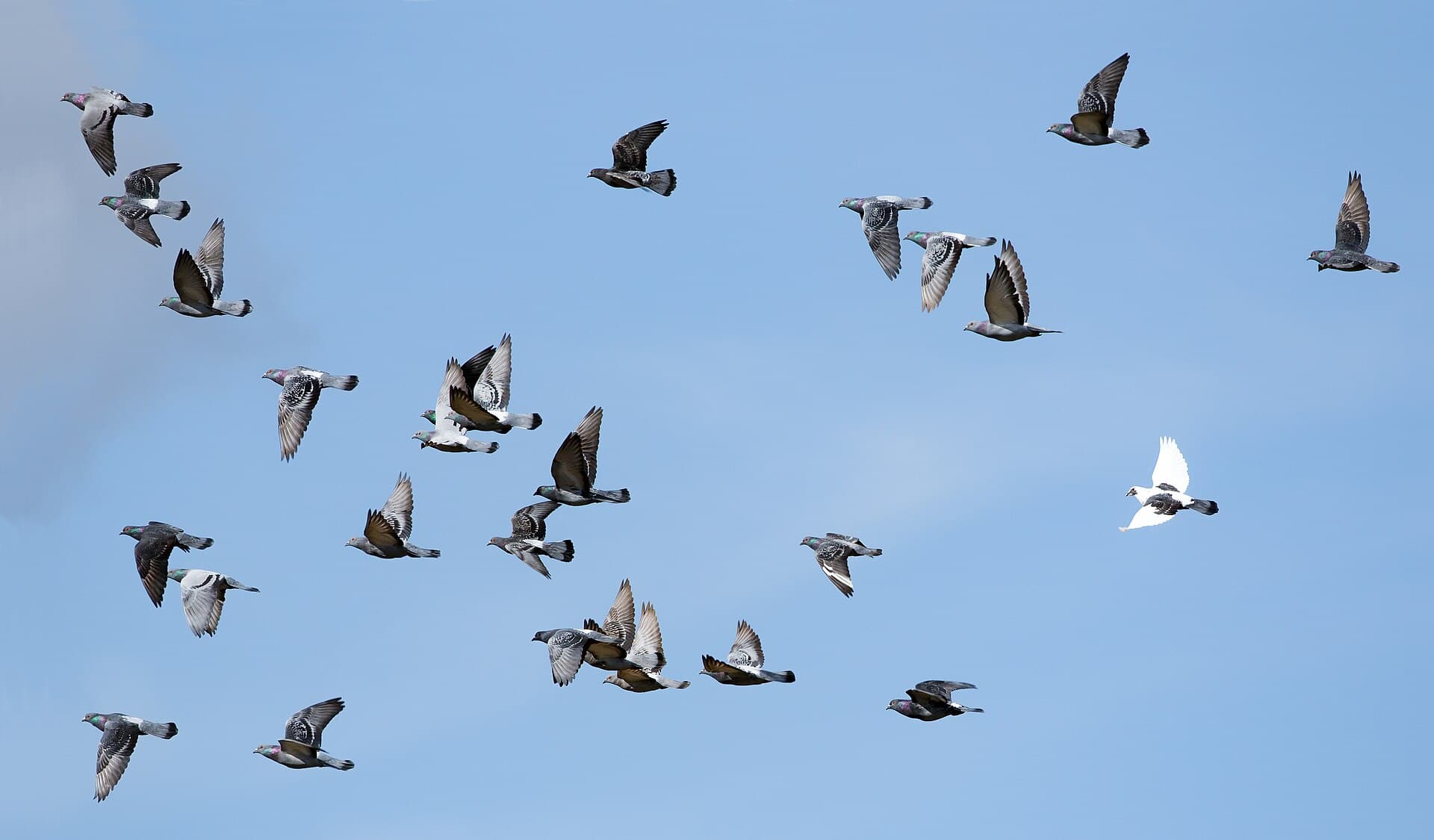 Rotsduif (Columba livia) - Rock doves in flight