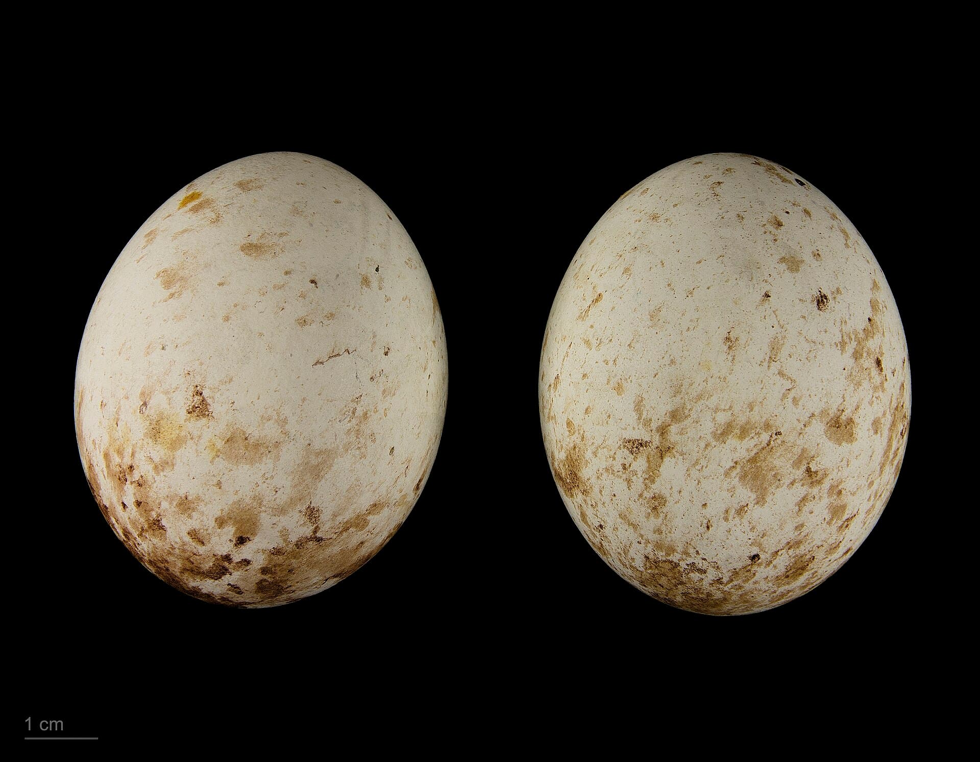 Ruigpootbuizerd (Buteo lagopus) - Buteo lagopus MHNT.ZOO.2010.11.90.10