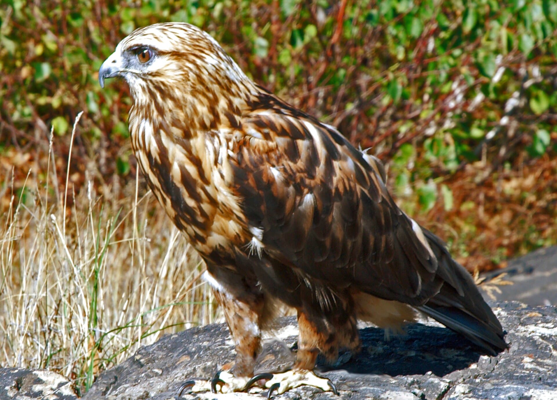 Ruigpootbuizerd (Buteo lagopus) - Buteo lagopus rock