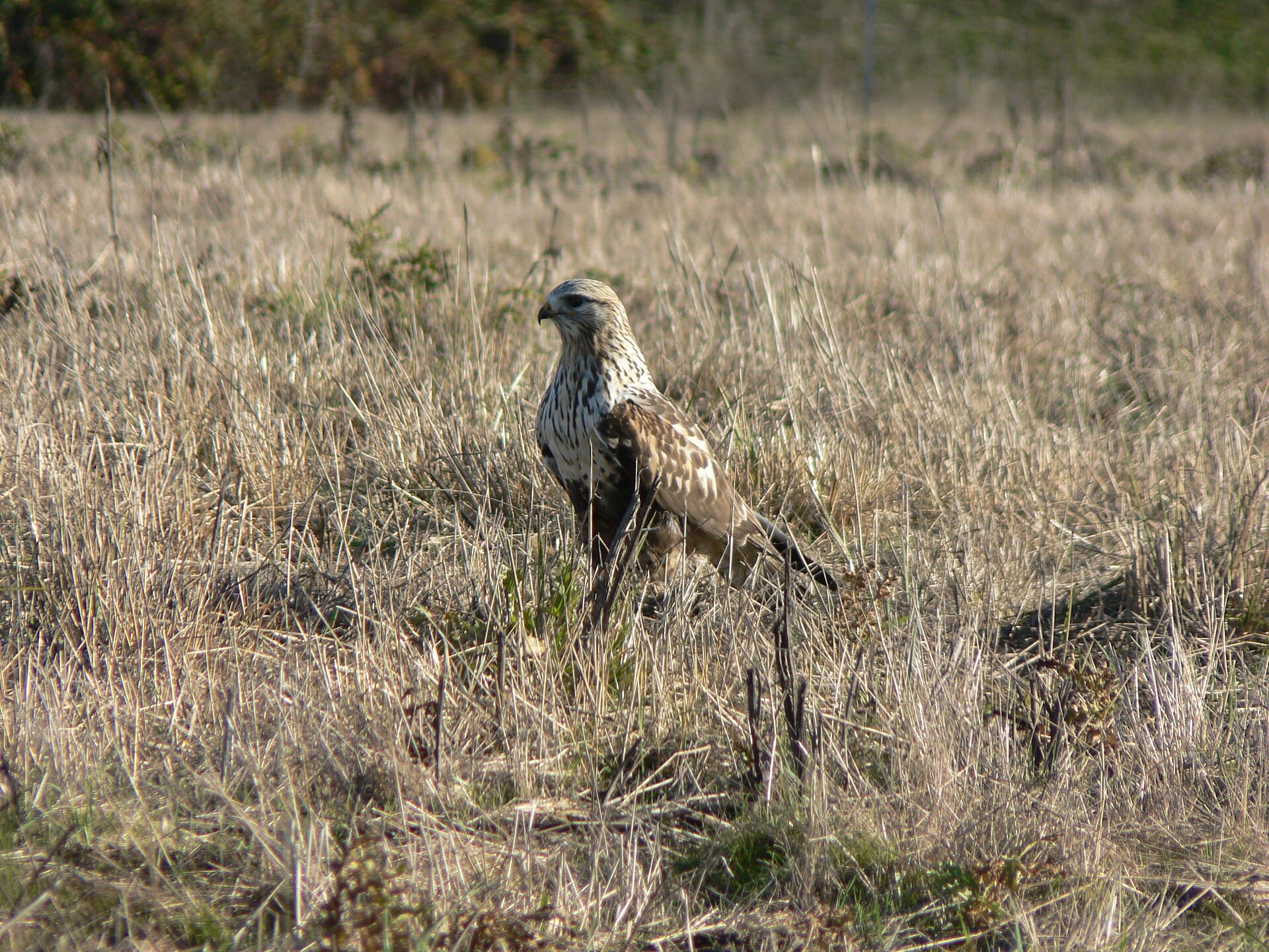 Ruigpootbuizerd (Buteo lagopus) - Buteo lagopus 29277
