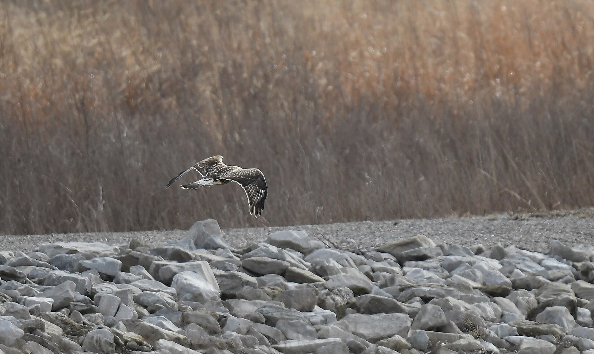 Ruigpootbuizerd (Buteo lagopus) - Rough-legged Hawk at Riverlands - 51882317018