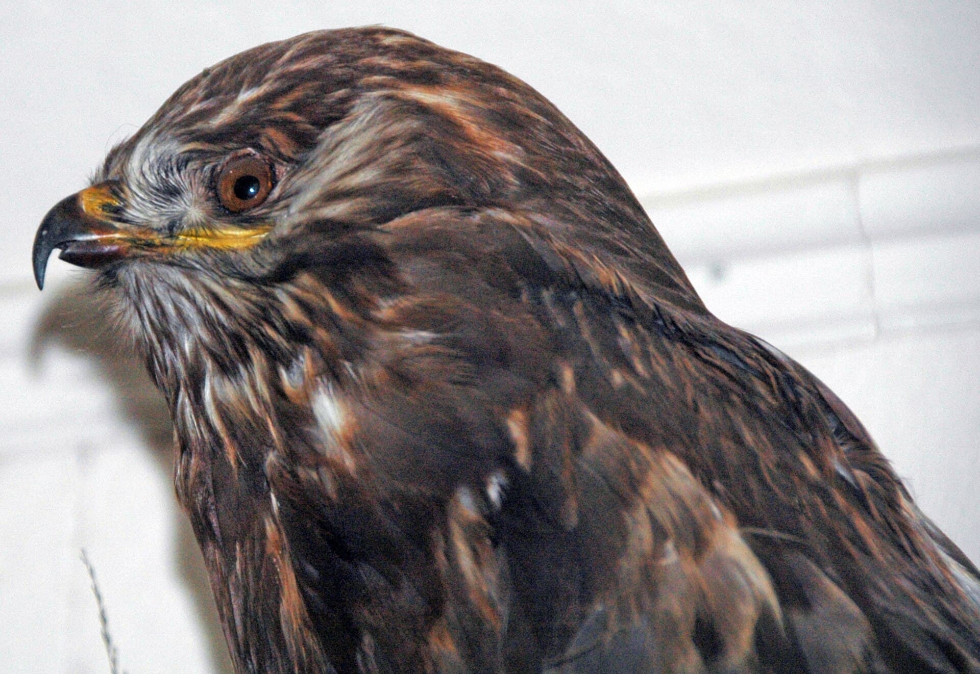 Ruigpootbuizerd (Buteo lagopus) - Buteo lagopus (rough-legged hawk) 2