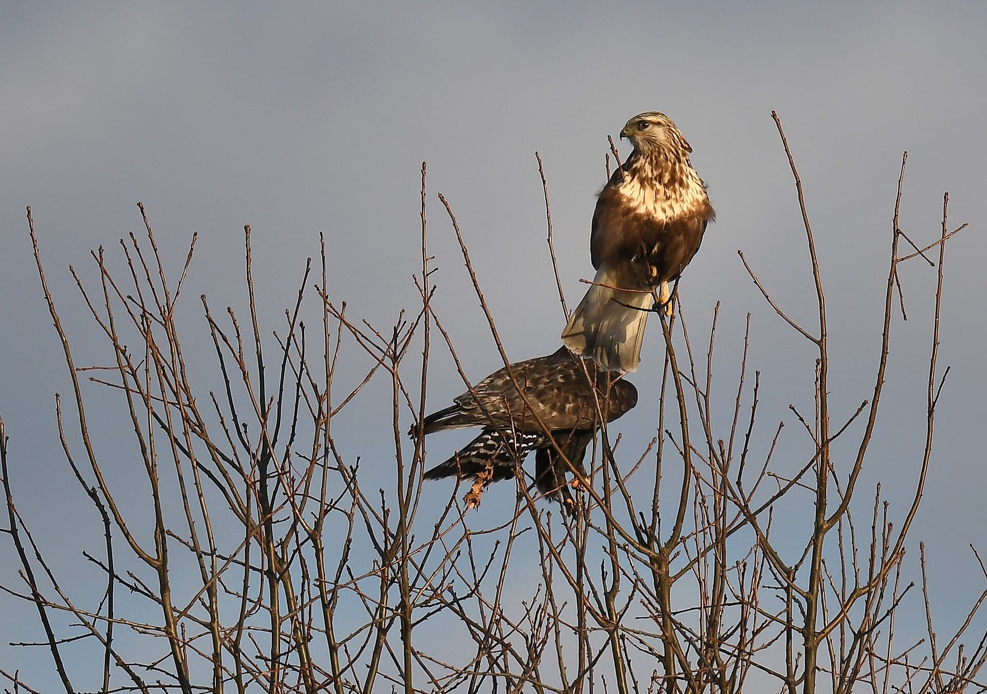 Ruigpootbuizerd (Buteo lagopus) - Rough-legged Hawks at B.K. Leach Conservation Area - 51873313387