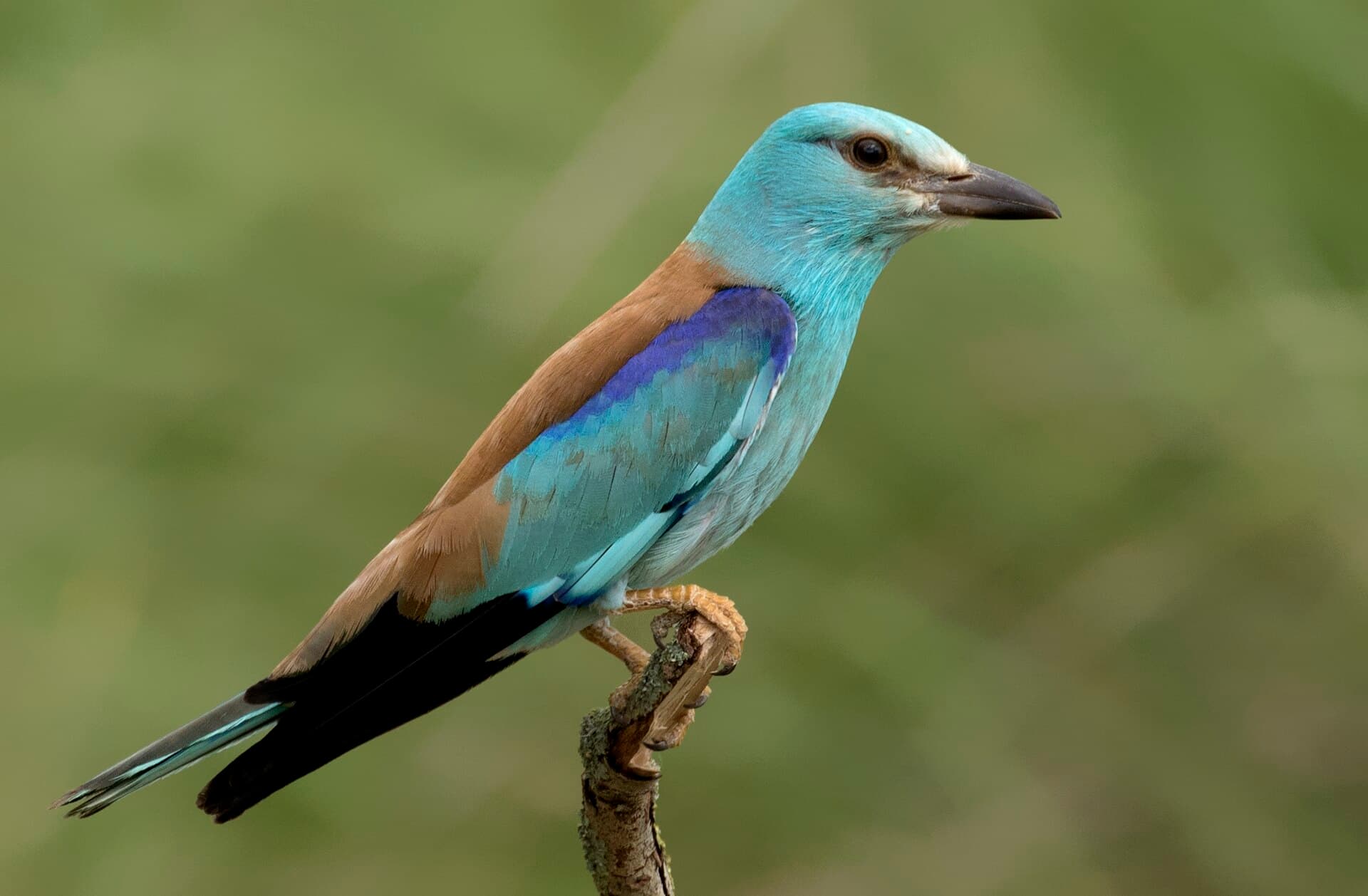 Scharrelaar (Coracias garrulus) - Coracias garrulus - European roller 03