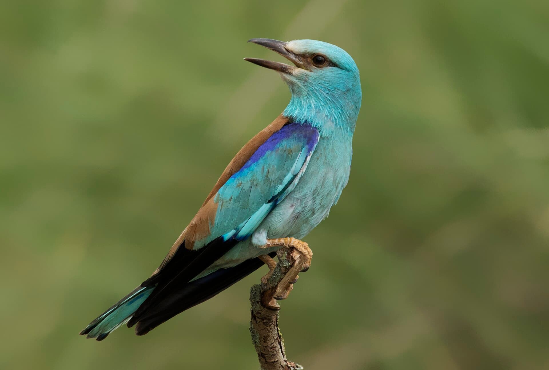 Scharrelaar (Coracias garrulus) - Coracias garrulus - European roller 05