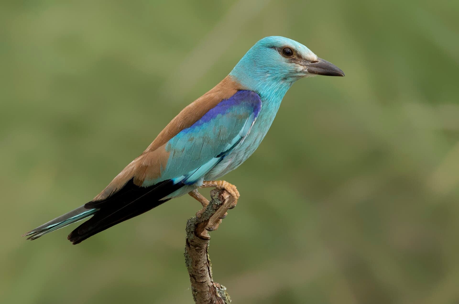 Scharrelaar (Coracias garrulus) - Coracias garrulus - European roller 02