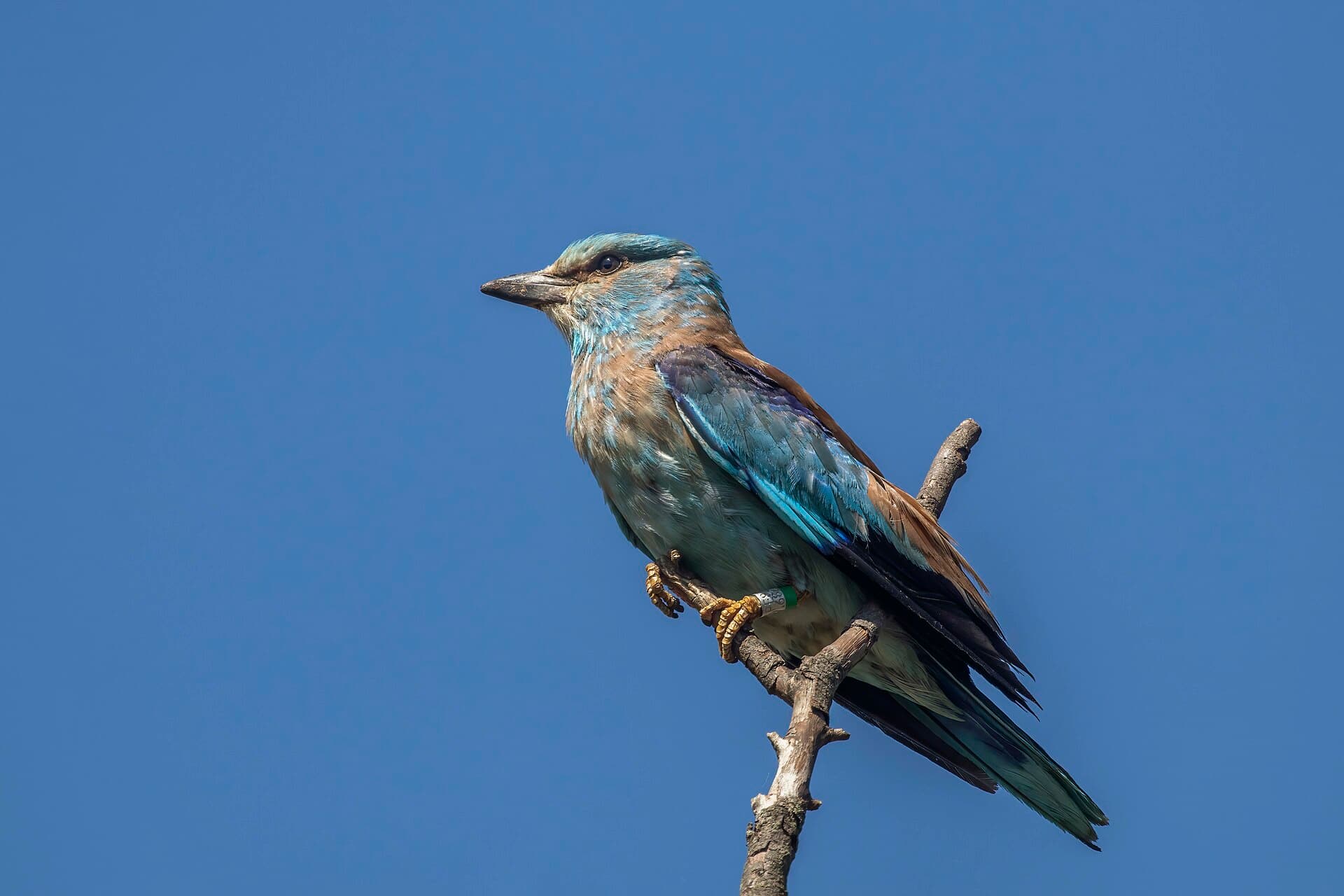 Scharrelaar (Coracias garrulus) - European roller (Coracias garrulus) 2