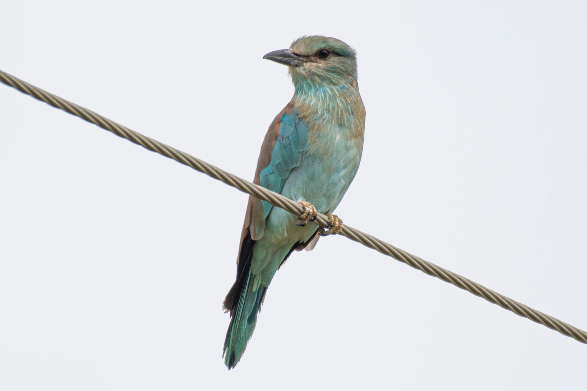 Scharrelaar (Coracias garrulus) - Coracias garrulus 233716327