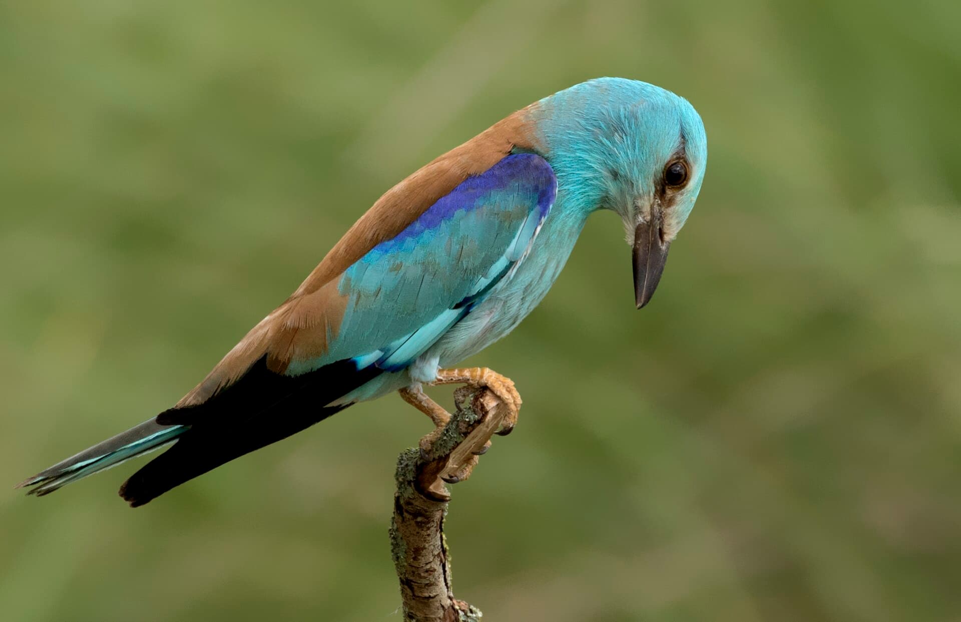 Scharrelaar (Coracias garrulus) - Coracias garrulus - European roller 01