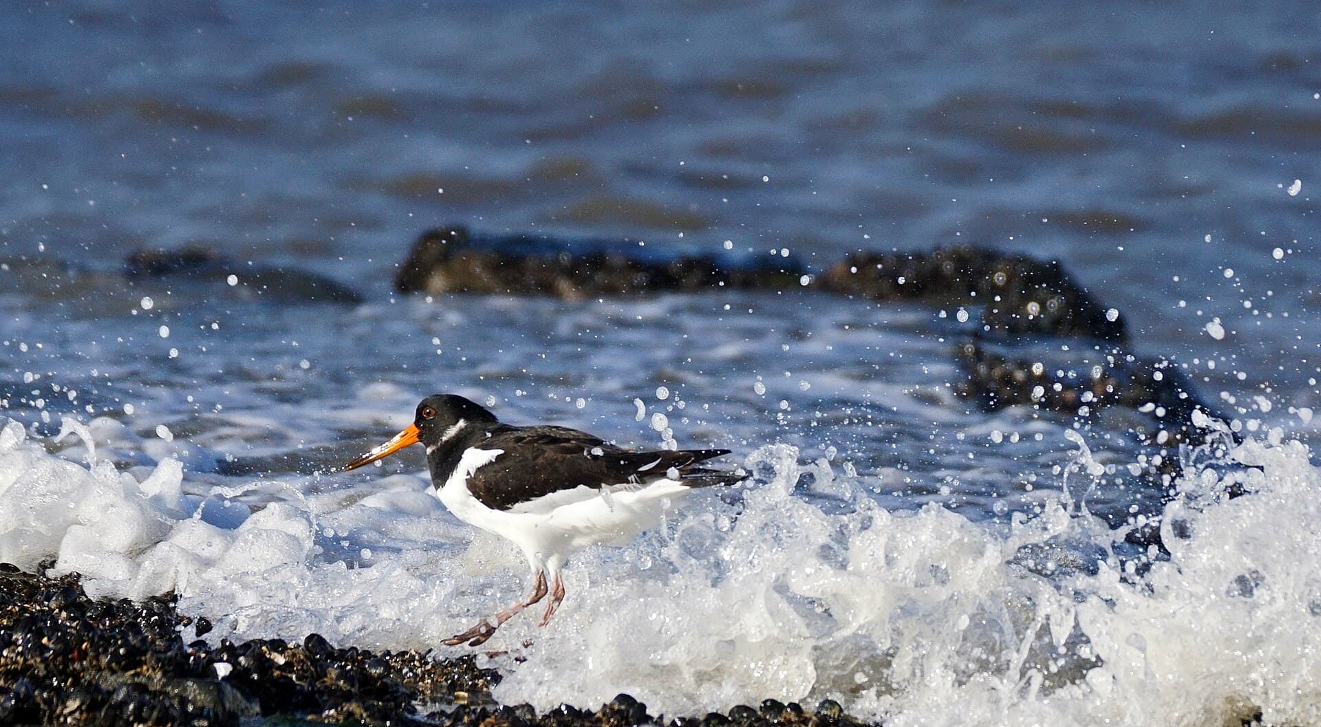 Scholekster (Haematopus ostralegus) - Austernfischer in der Brandung auf Norderney 1 , Niederächsisches Wattenmeer