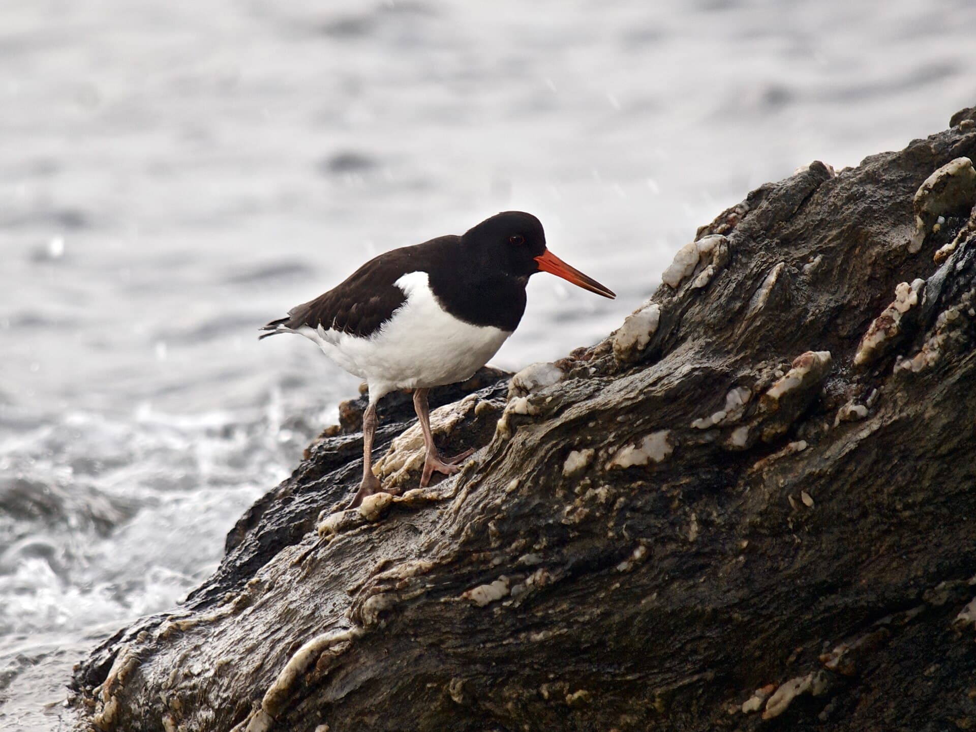 Scholekster (Haematopus ostralegus) - Haematopus ostralegus LC0378