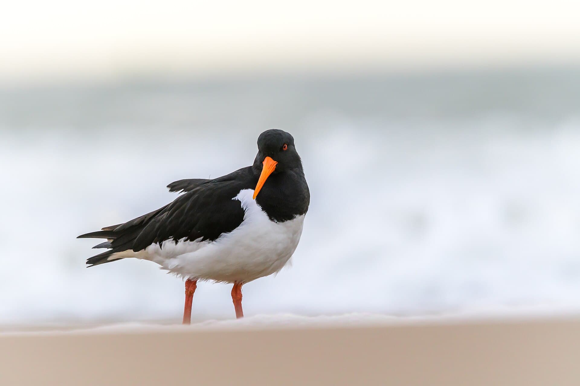 Scholekster (Haematopus ostralegus) - Austernfischer an einem Strand von Walcheren, Niederlande 08