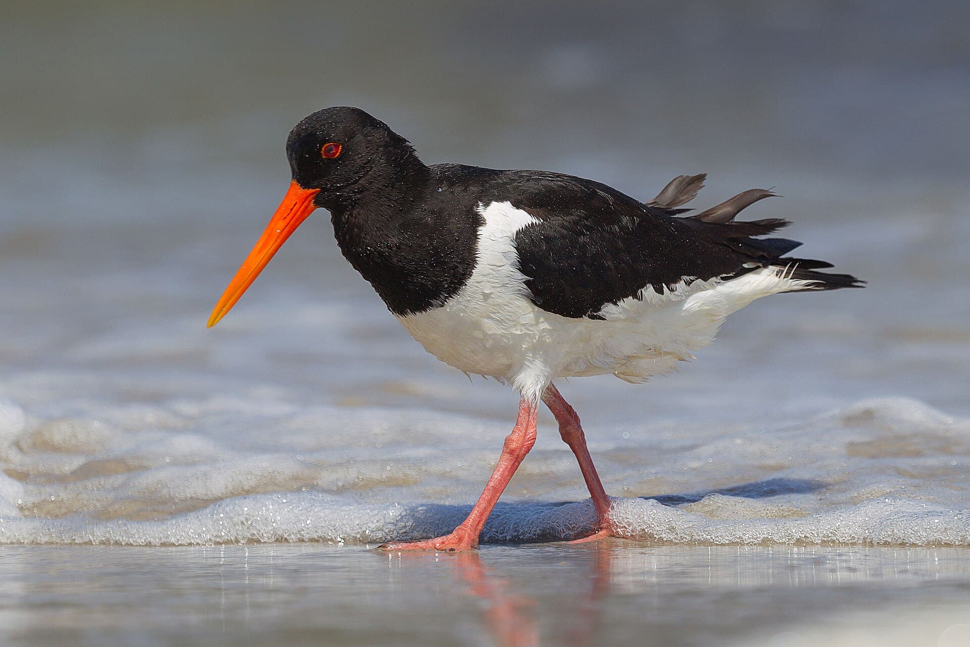 Scholekster (Haematopus ostralegus) - Haematopus ostralegus He