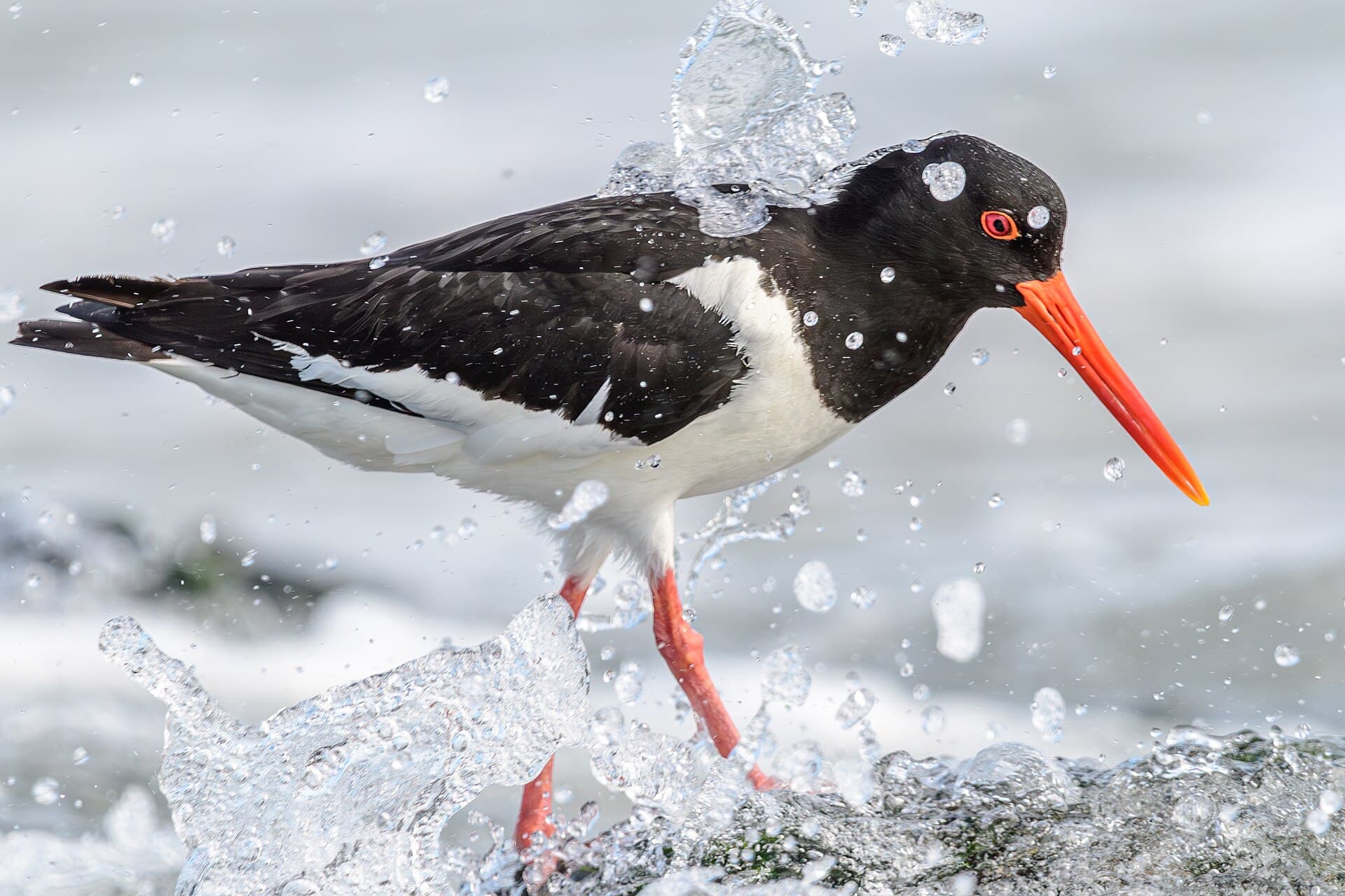 Scholekster (Haematopus ostralegus) - Austernfischer an einem Strand von Walcheren, Niederlande 01