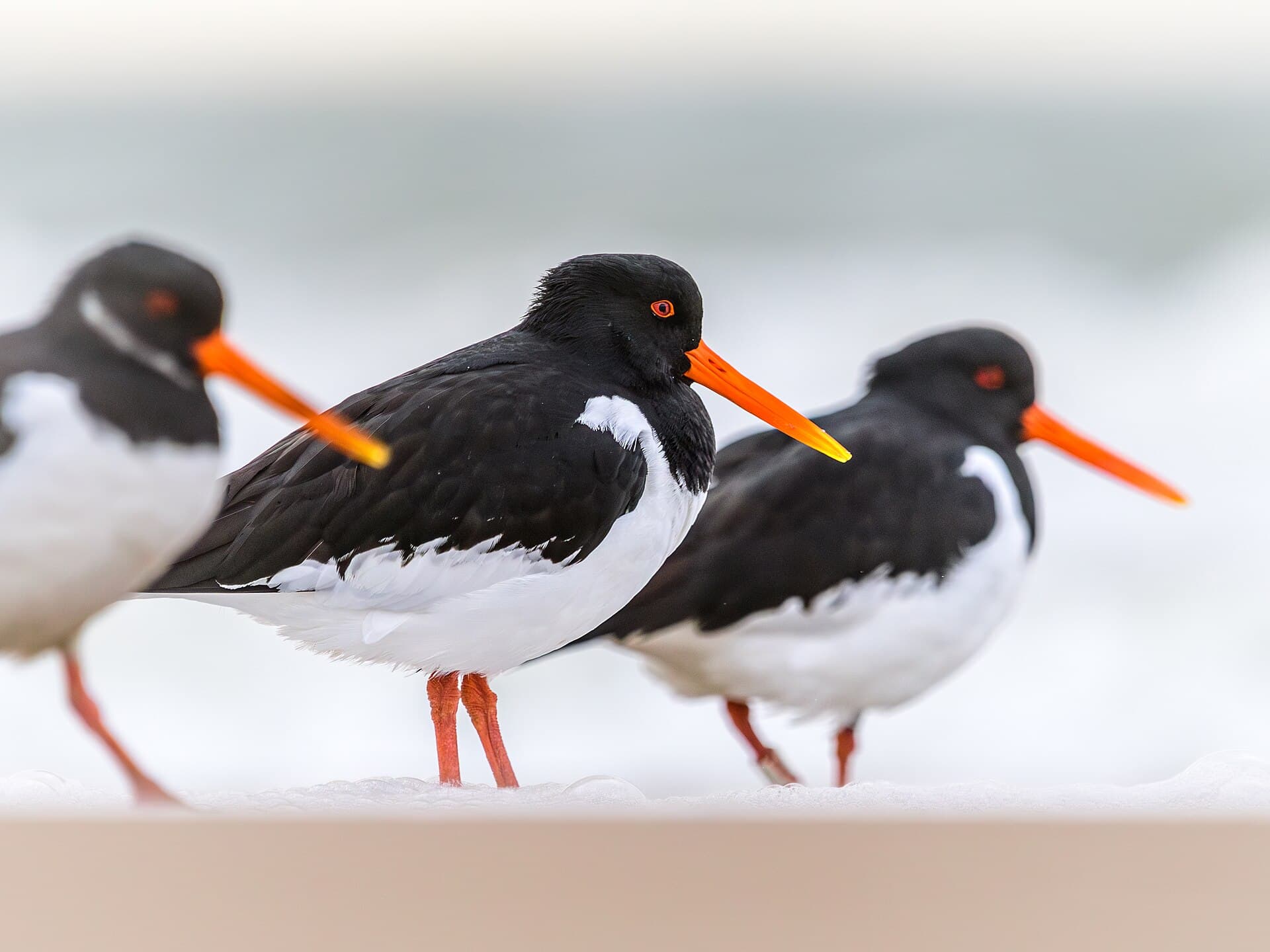 Scholekster (Haematopus ostralegus) - Austernfischer an einem Strand von Walcheren, Niederlande 10
