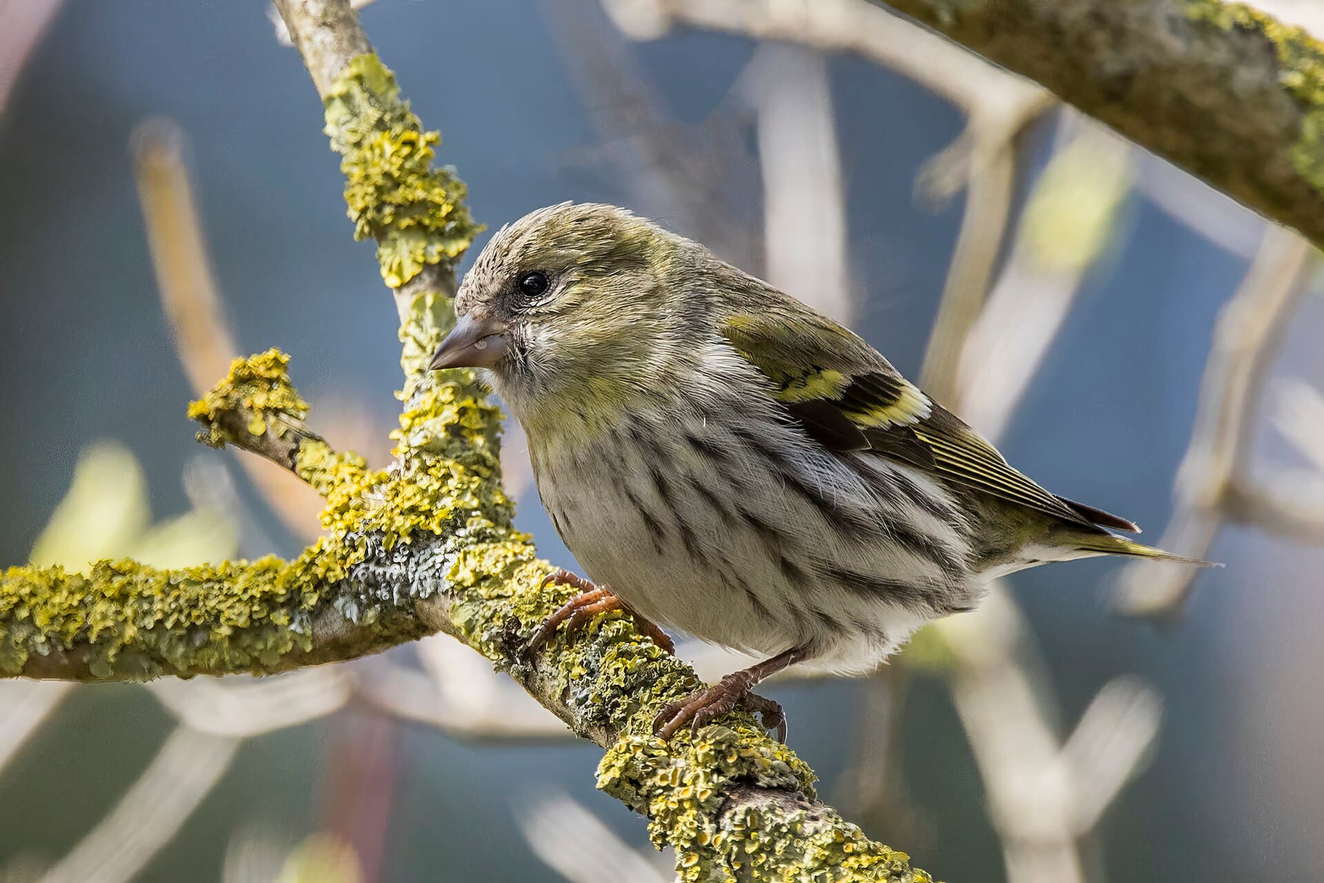 Sijs (Spinus spinus) - Eurasian siskin (Spinus spinus) female Biebrzanski