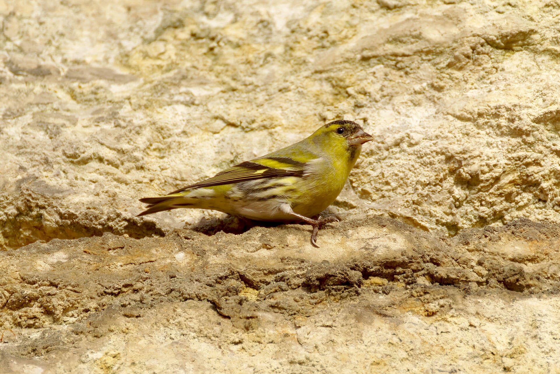 Sijs (Spinus spinus) - Czyż zwyczajny, Rezerwat przyrody Bukowica, 20230101 1250 2631