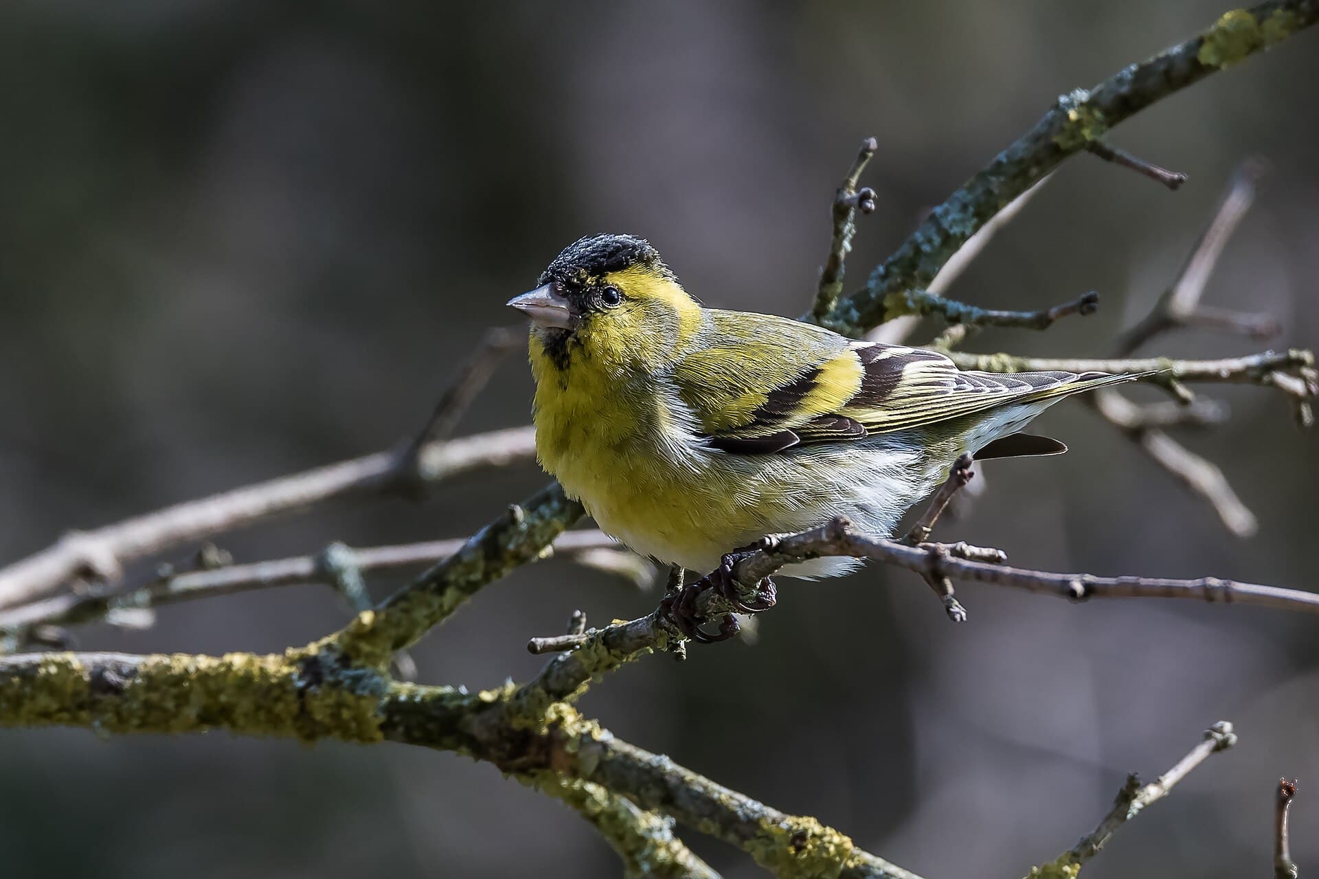 Sijs (Spinus spinus) - Eurasian siskin Spinus spinus-6927