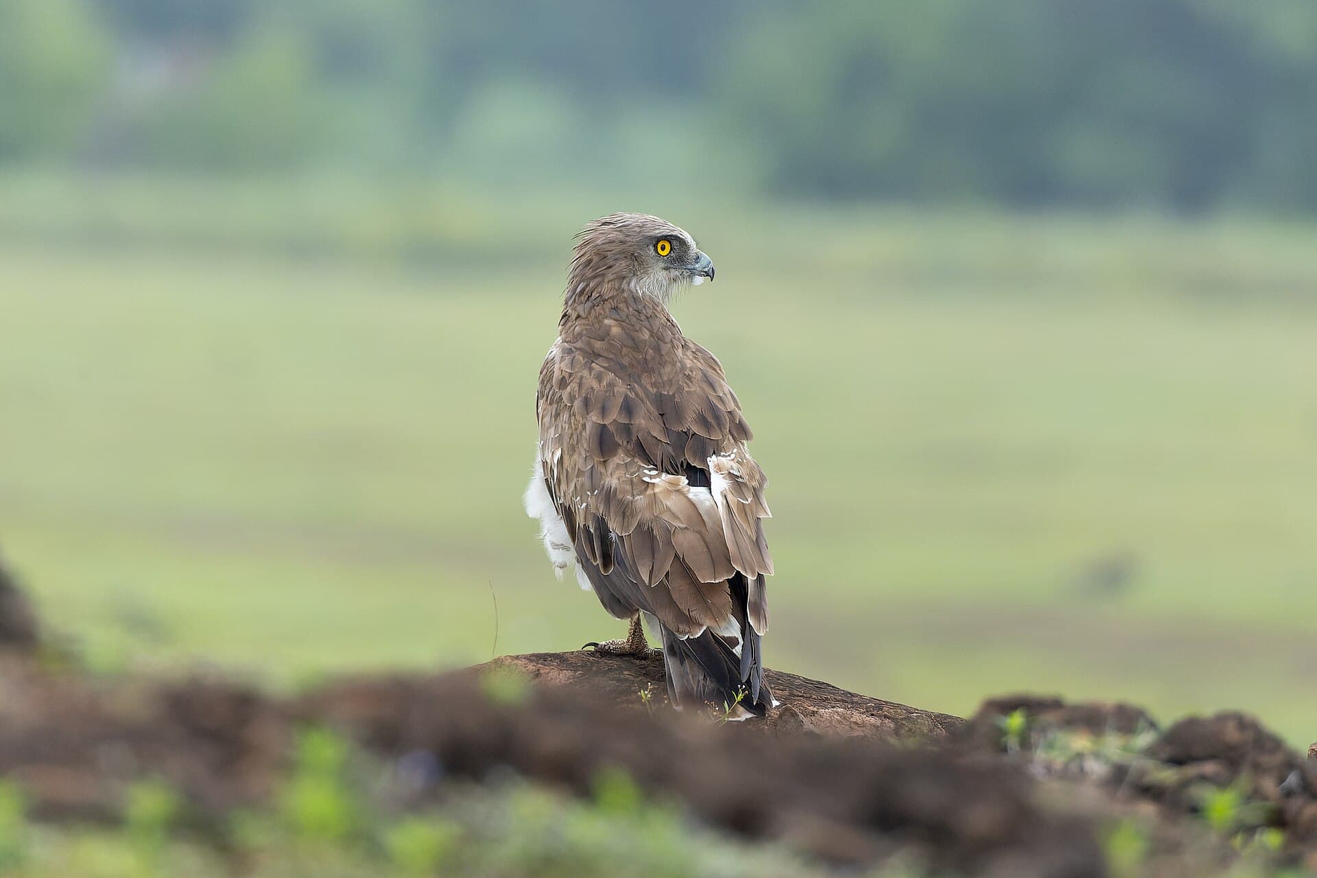 Slangearend (Circaetus gallicus) - Short-toed Snake-Eagle in Bhigwan August 2025 by Tisha Mukherjee 02