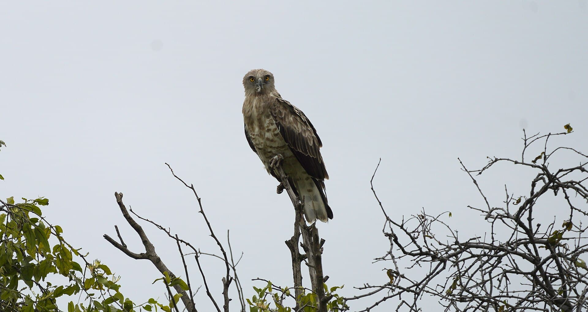 Slangearend (Circaetus gallicus) - VIV6035-17-01-2022