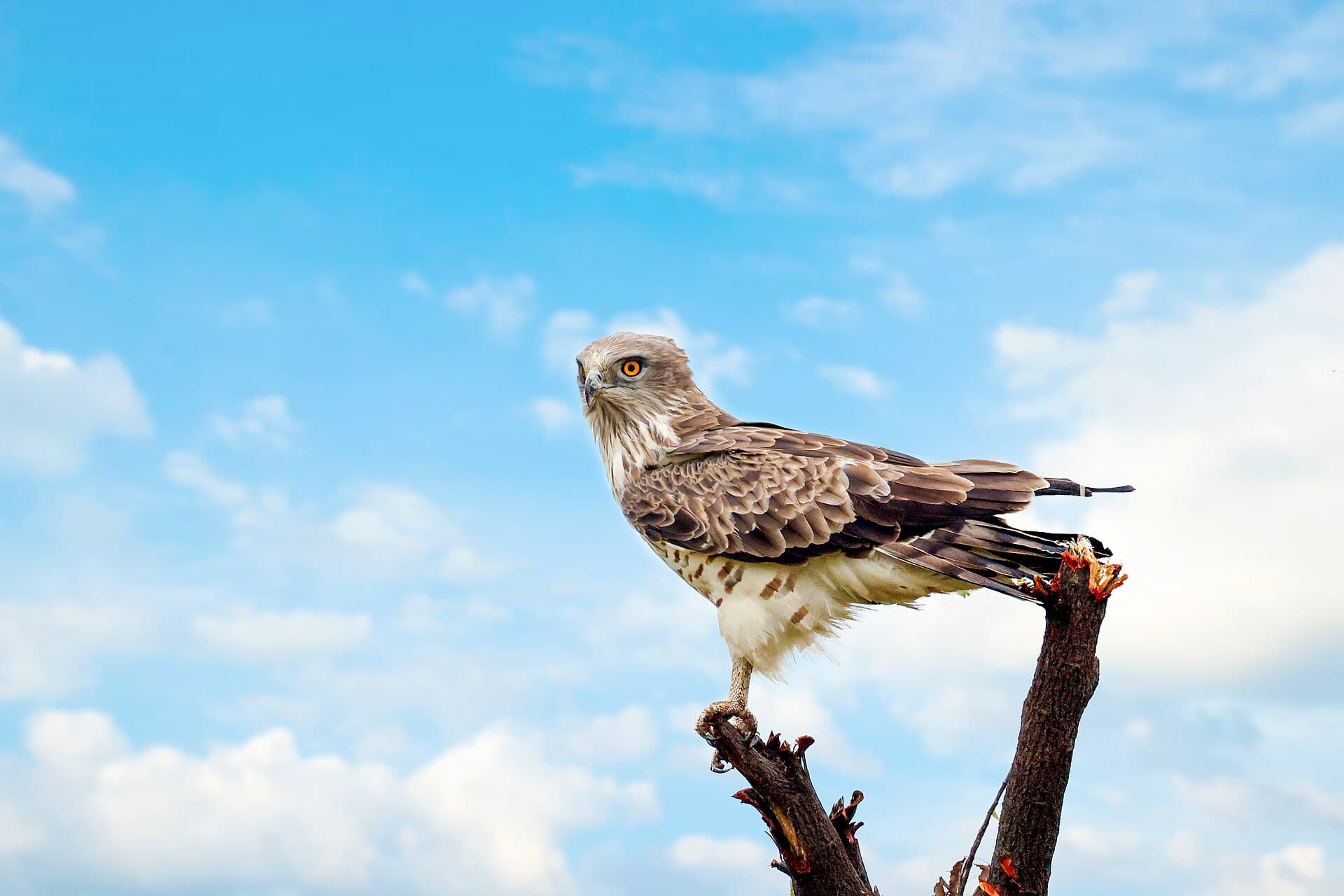 Slangearend (Circaetus gallicus) - Short-toed snake eagle, Bhigwan 1