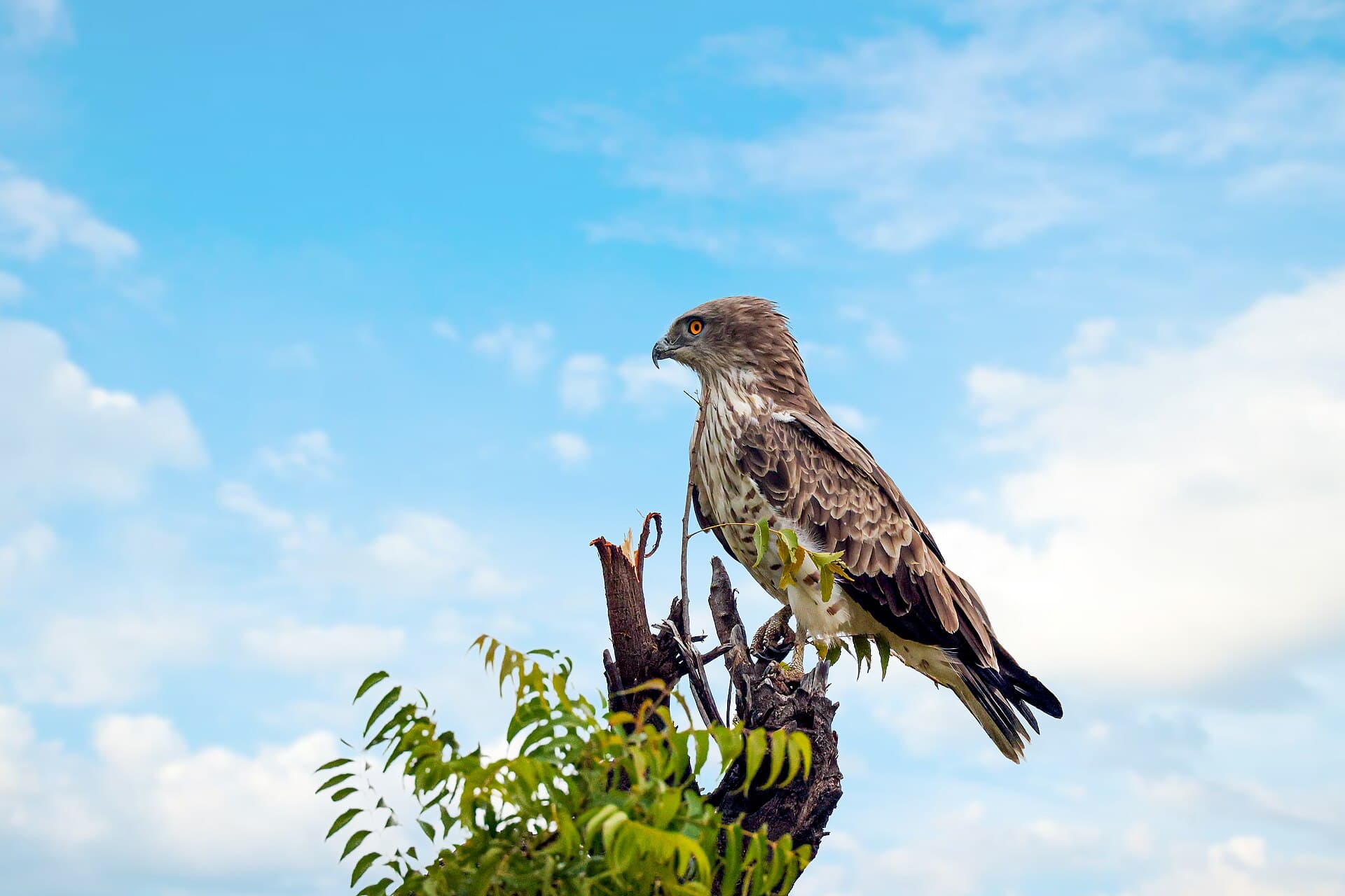 Slangearend (Circaetus gallicus) - Short-toed snake eagle, Bhigwan 3