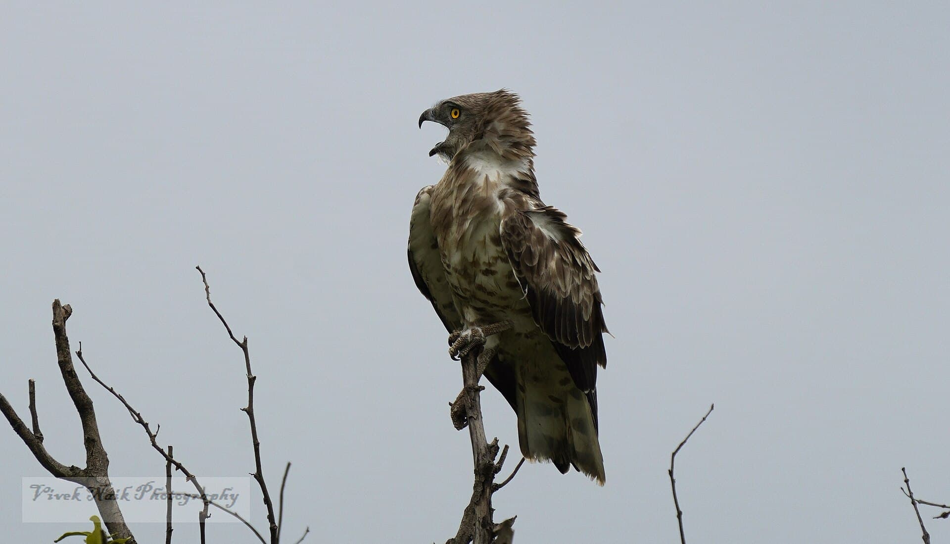 Slangearend (Circaetus gallicus) - VIV6026-01-17-09-2022-1