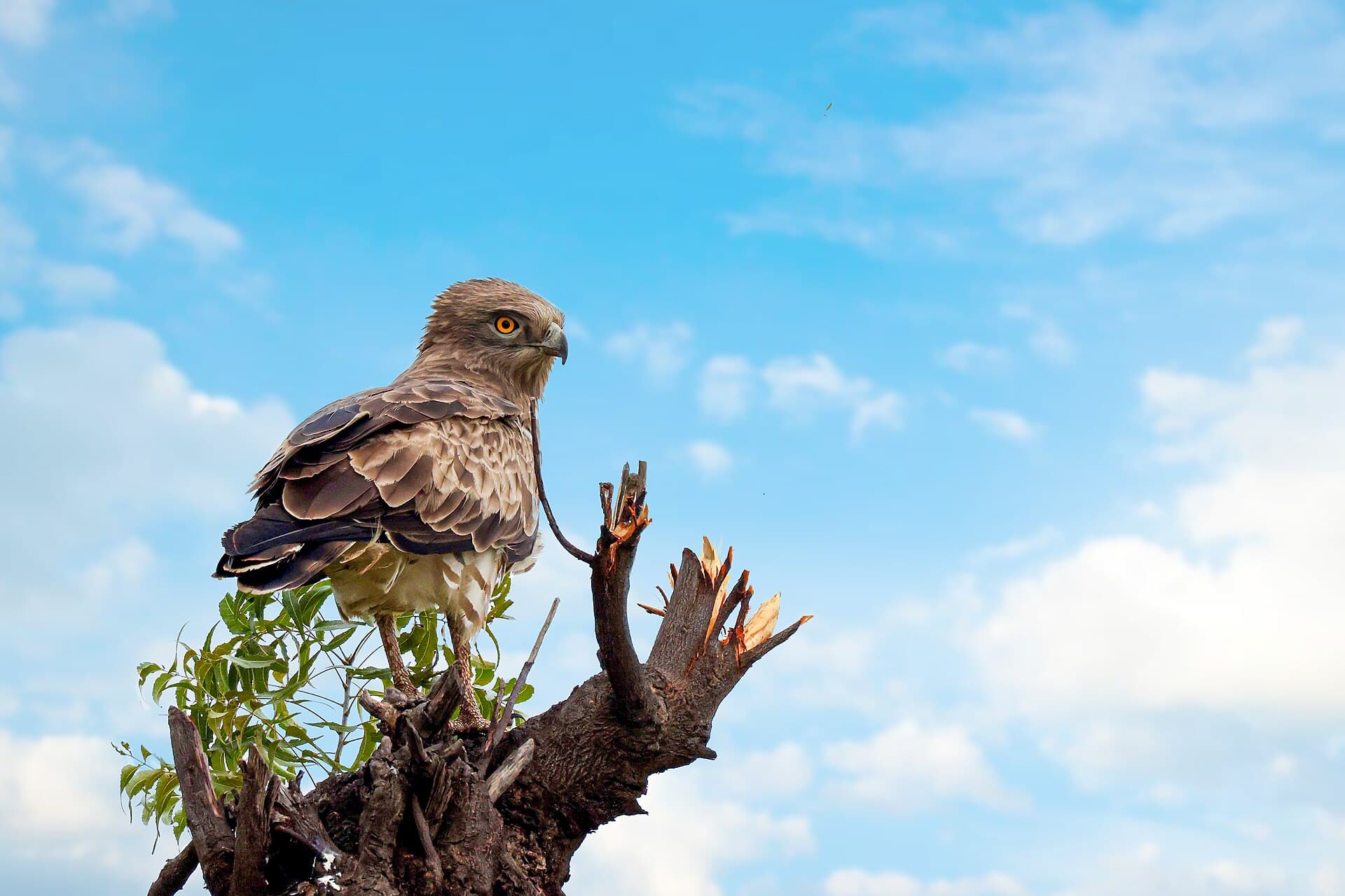 Slangearend (Circaetus gallicus) - Short-toed snake eagle, Bhigwan 2