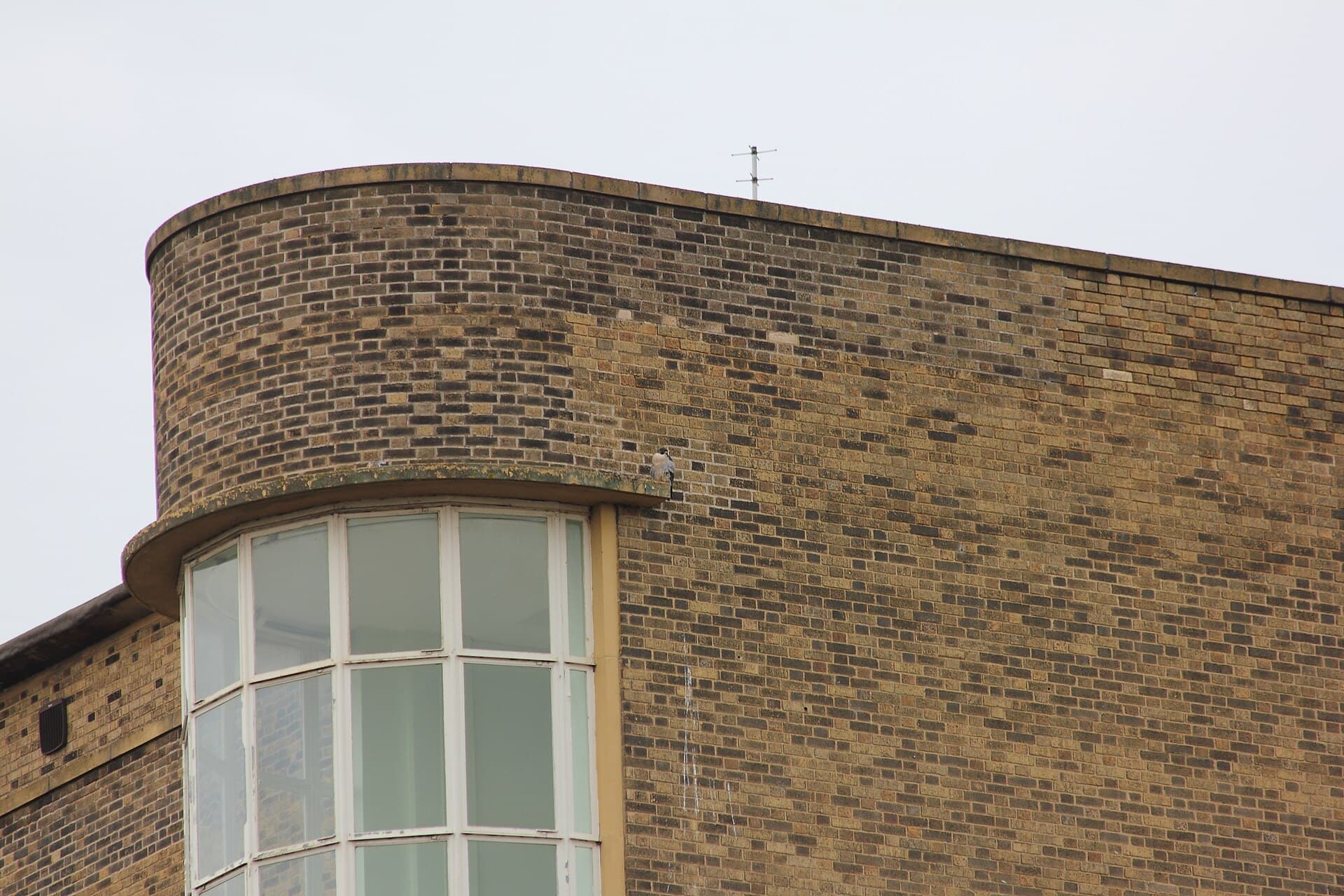 Slechtvalk (Falco peregrinus) - Peregrine Falcon, Chesterfield College, Derbyshire, UK (5055443320)