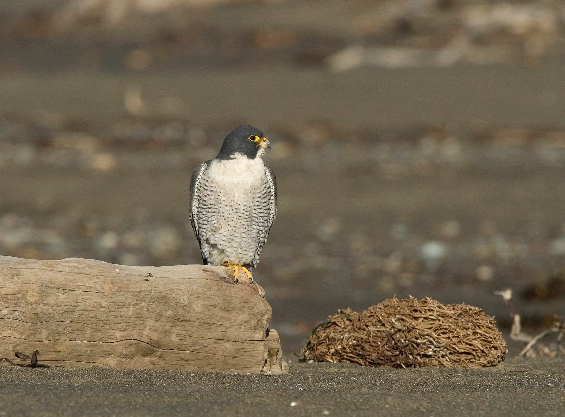 Slechtvalk (Falco peregrinus) - American Peregrine Falcon (Falco peregrinus) (10700651733)