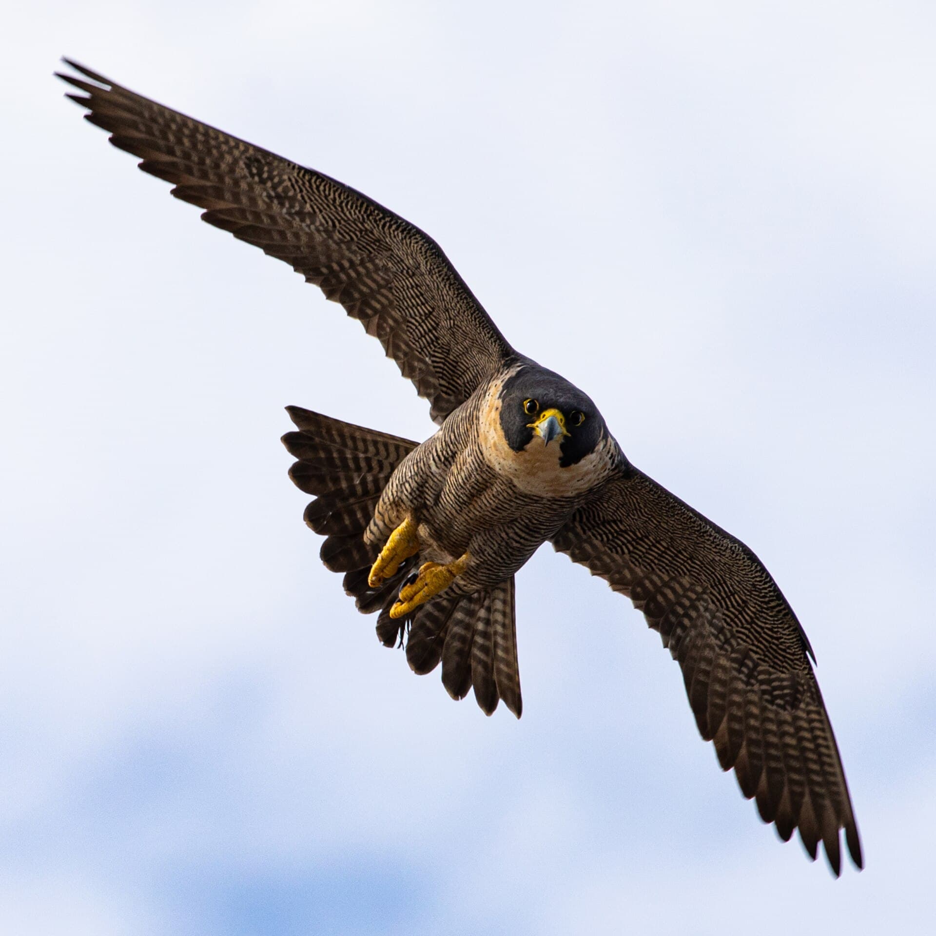 Slechtvalk (Falco peregrinus) - Peregrine falcon (Falco peregrinus) in flight, Cape Baily, Kamay Botany Bay NSW Jun 2022