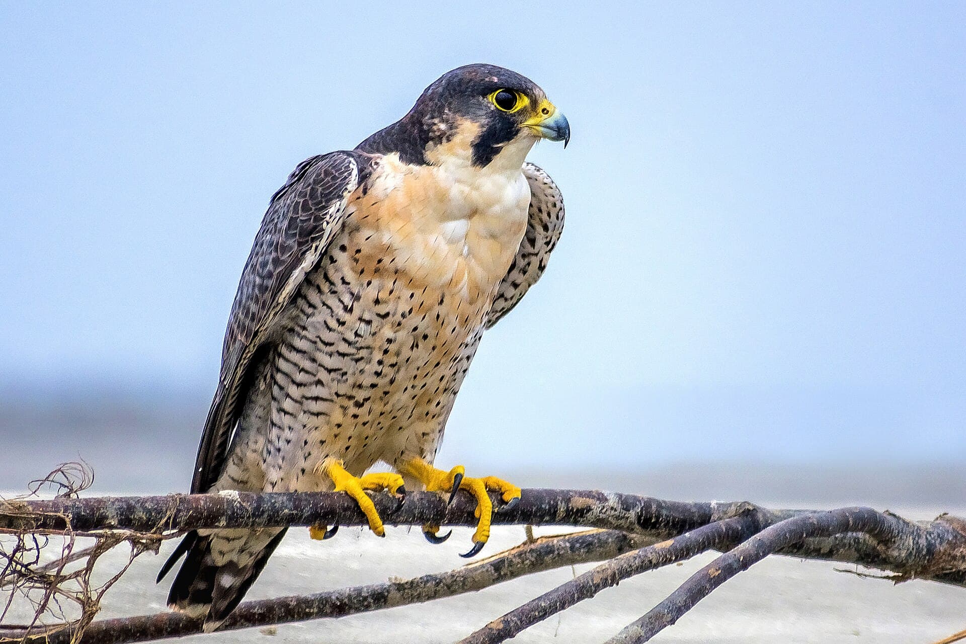 Slechtvalk (Falco peregrinus) - Peregrine Falcon বহেরি বাজ
