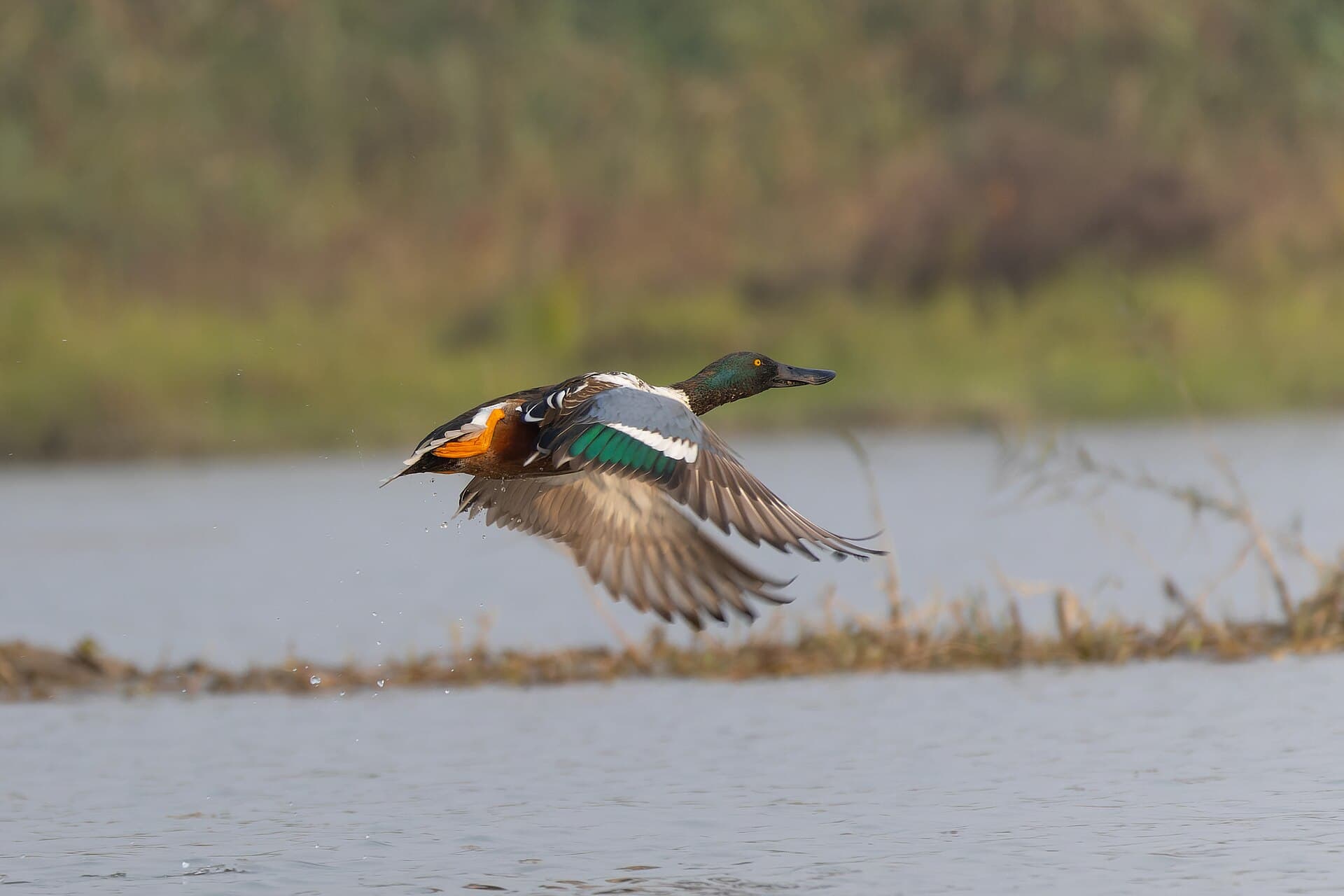 Slobeend (Spatula clypeata) - Northern Shoveler by Tisha Mukherjee 11