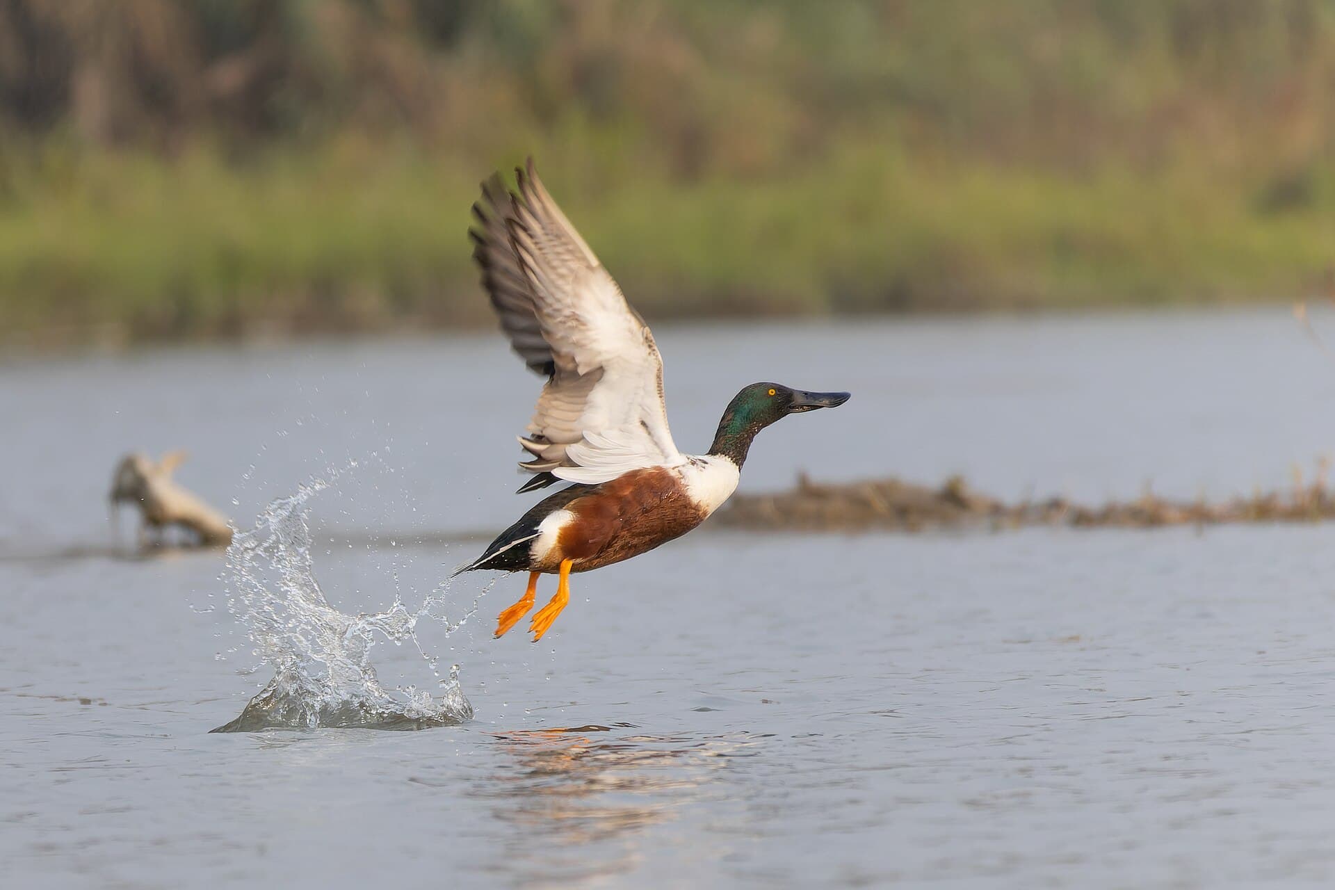Slobeend (Spatula clypeata) - Northern Shoveler by Tisha Mukherjee 10