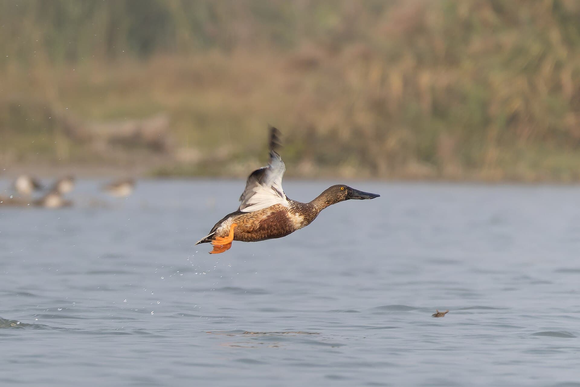 Slobeend (Spatula clypeata) - Northern Shoveler by Tisha Mukherjee 13