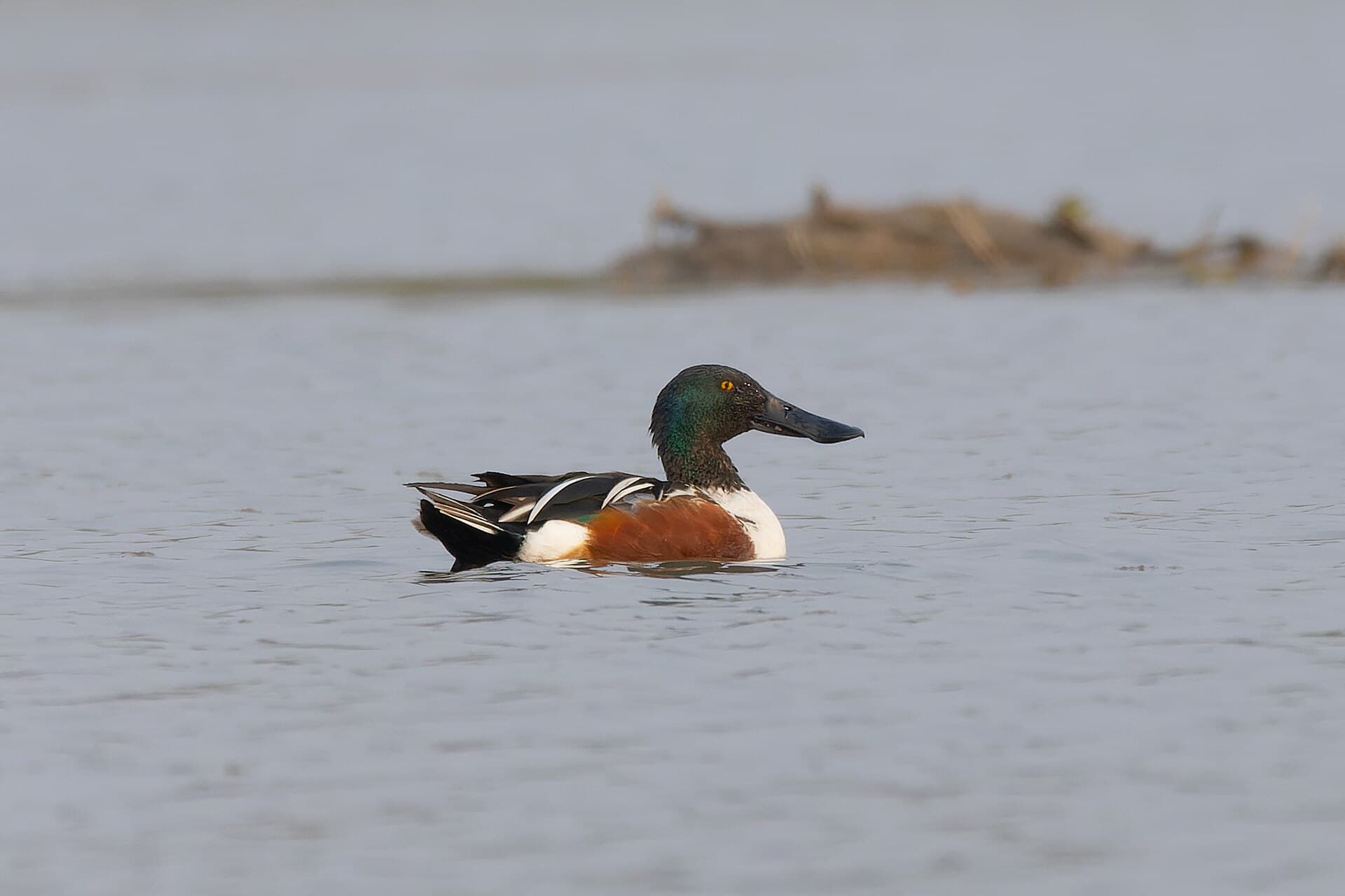 Slobeend (Spatula clypeata) - Northern Shoveler by Tisha Mukherjee 12