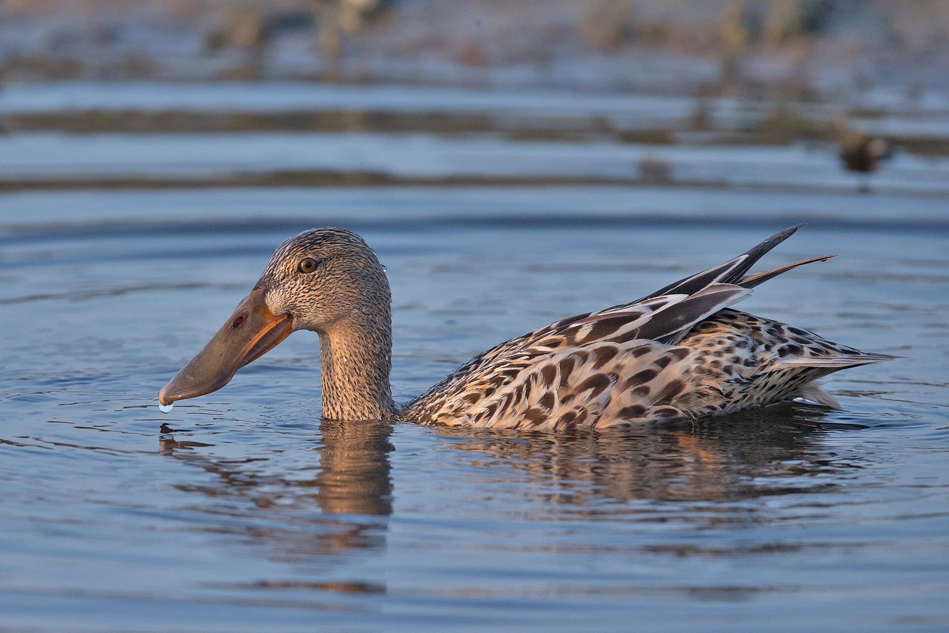 Slobeend (Spatula clypeata) - Northern Shoveler-Anas clypeata female