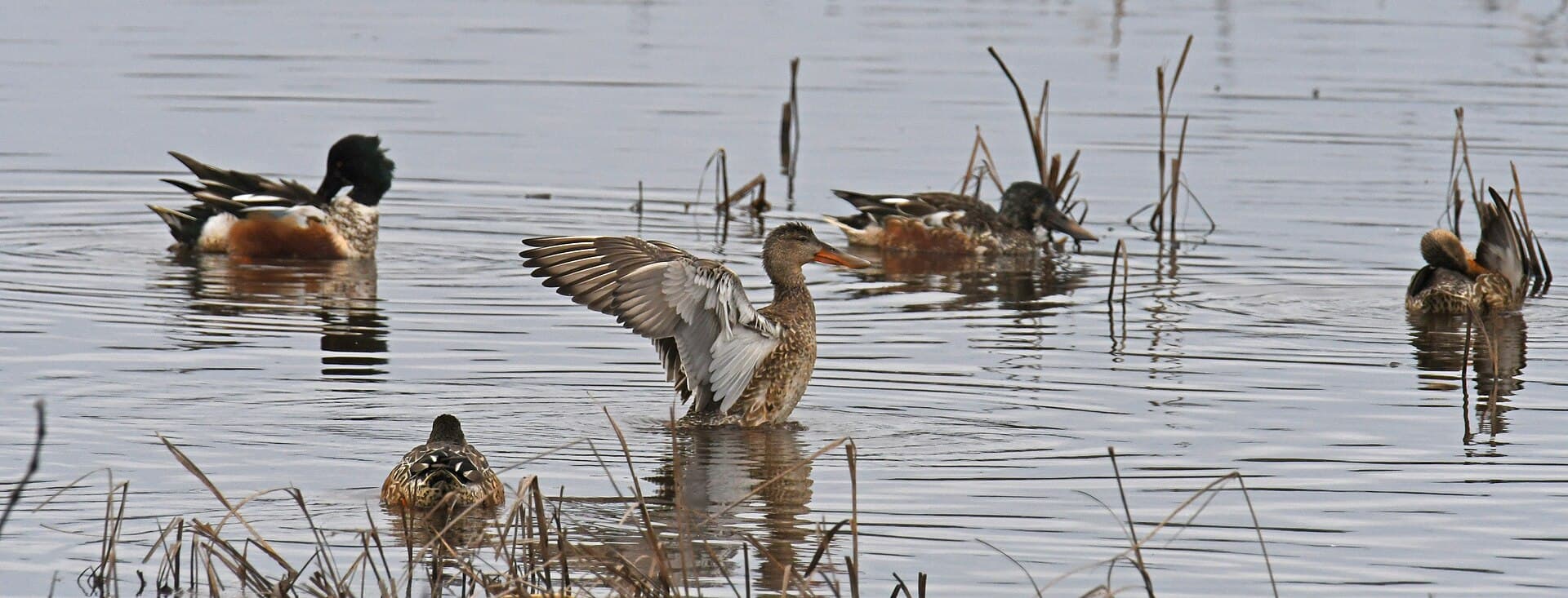 Slobeend (Spatula clypeata) - Northern shoveler blackwater nwr 1.21.23 DSC 1838